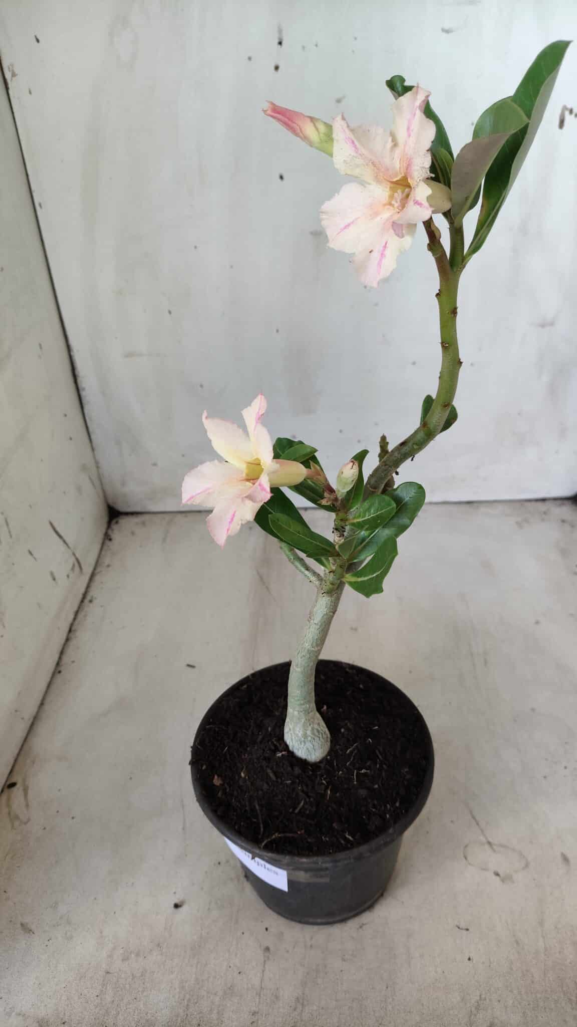Planta Simples 2593 – 30cm – 02 anos