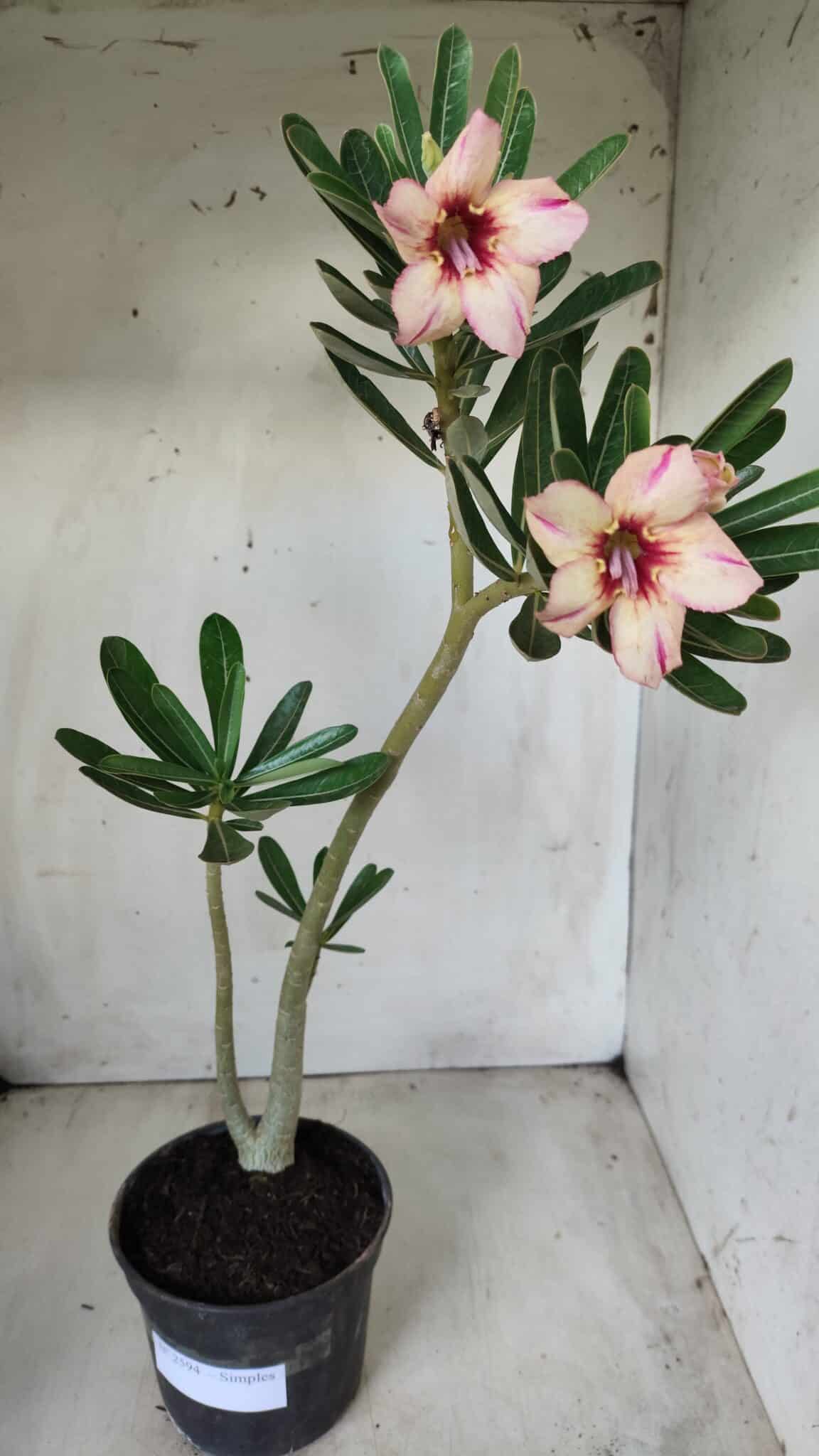 Planta Simples 2594 – 35cm – 02 anos