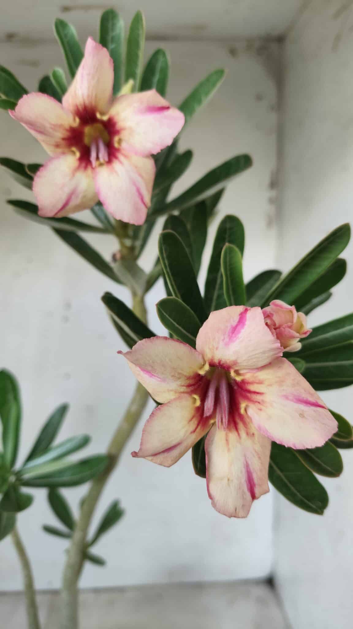 Planta Simples 2594 – 35cm – 02 anos
