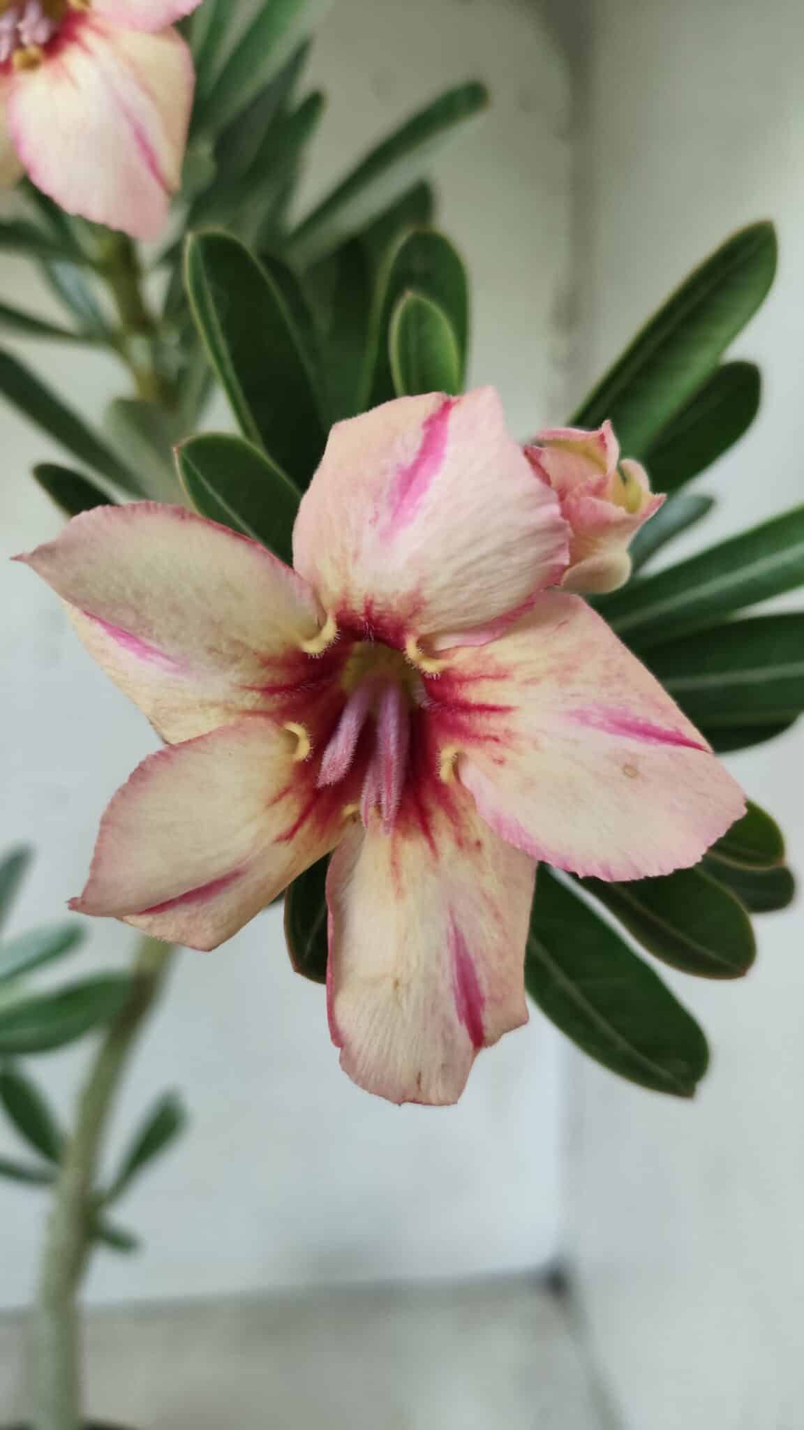 Planta Simples 2594 – 35cm – 02 anos