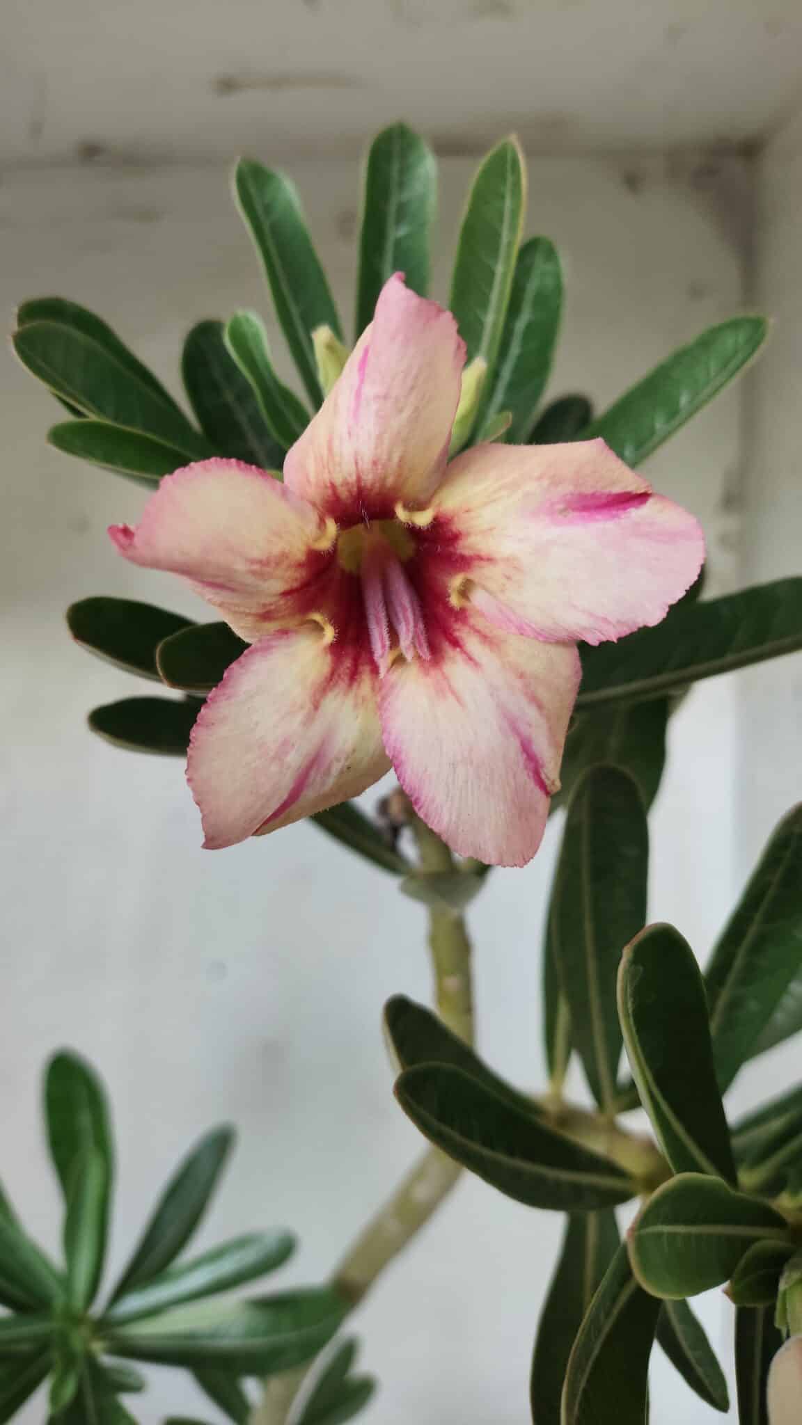 Planta Simples 2594 – 35cm – 02 anos