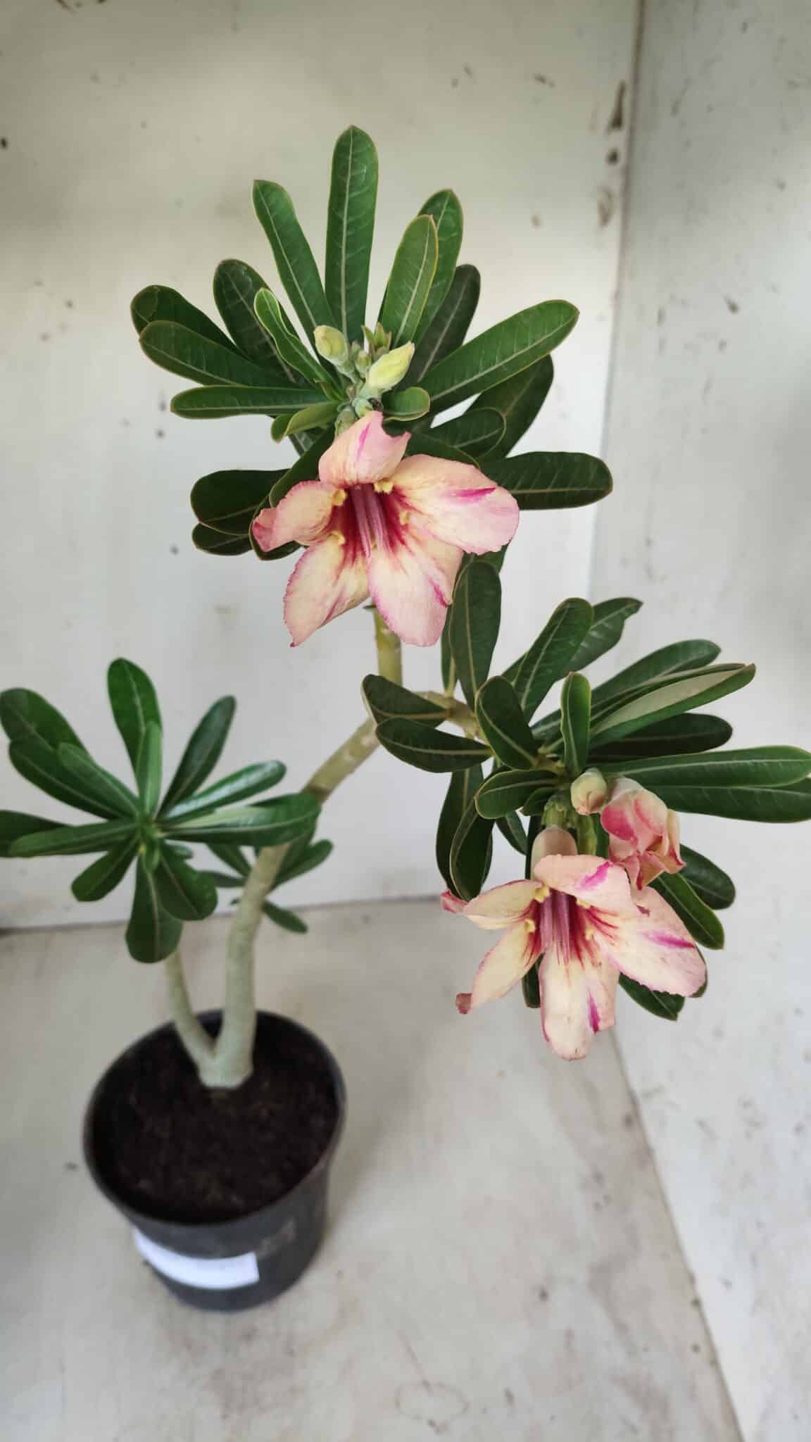 Planta Simples 2594 – 35cm – 02 anos