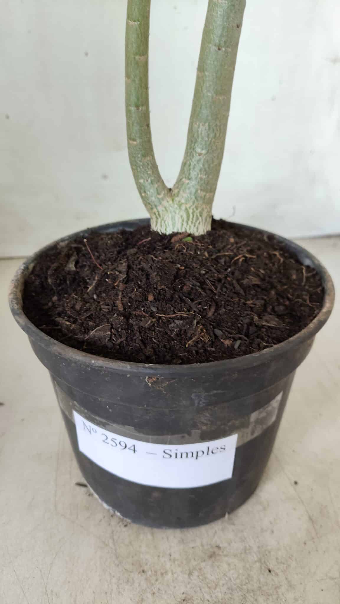 Planta Simples 2594 – 35cm – 02 anos