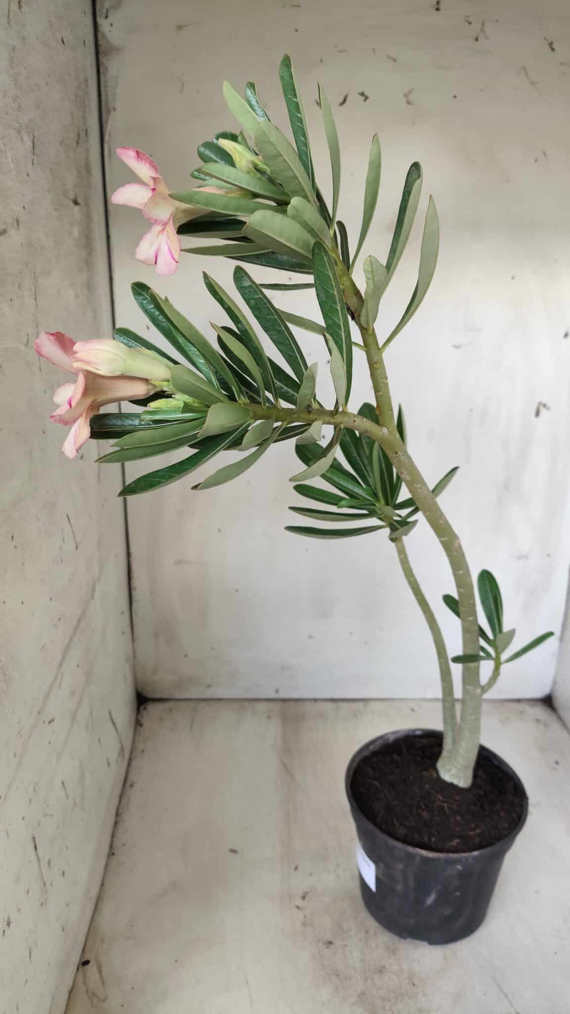 Planta Simples 2594 – 35cm – 02 anos