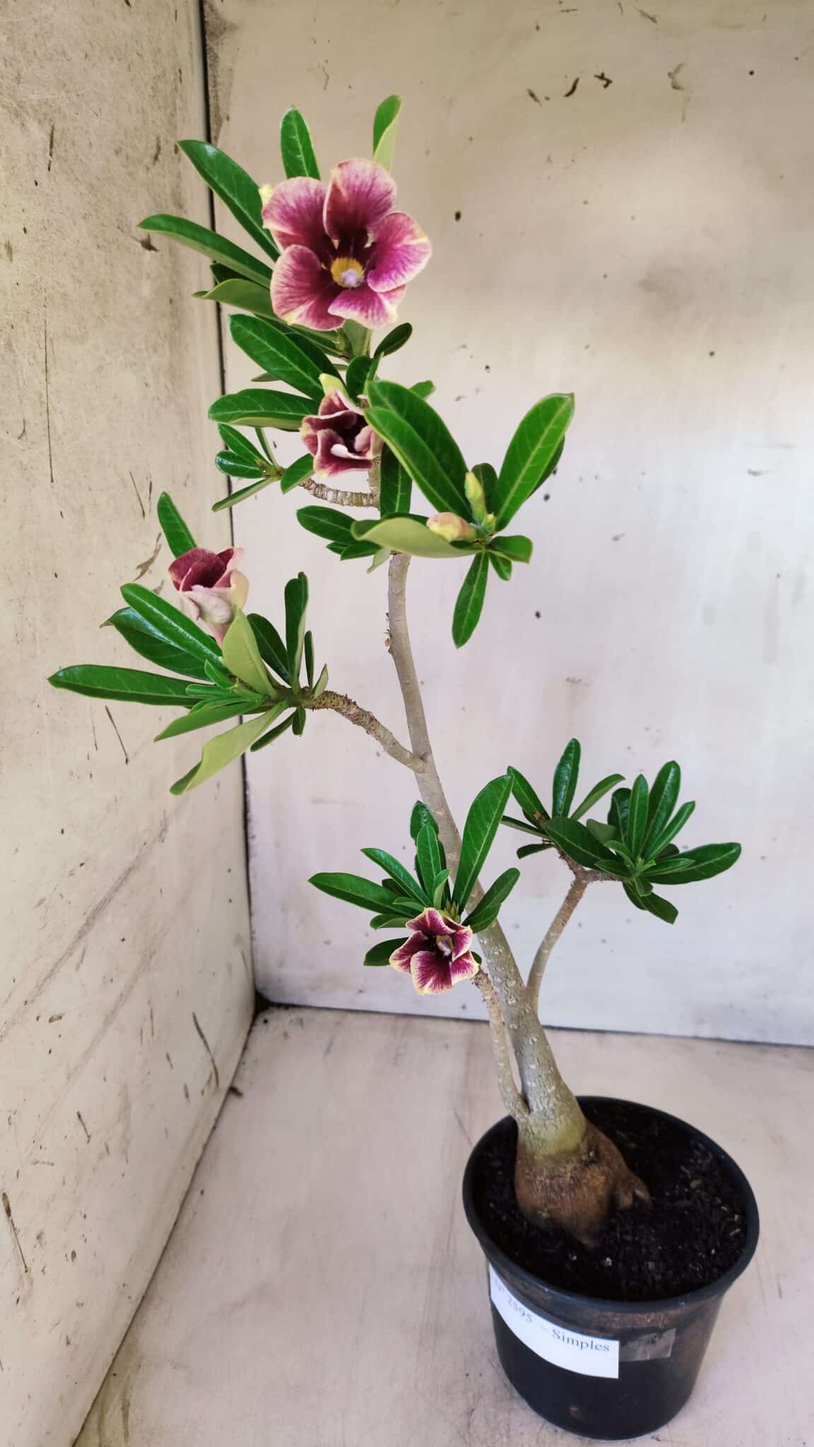 Planta Simples 2595 – 35cm – 03 anos
