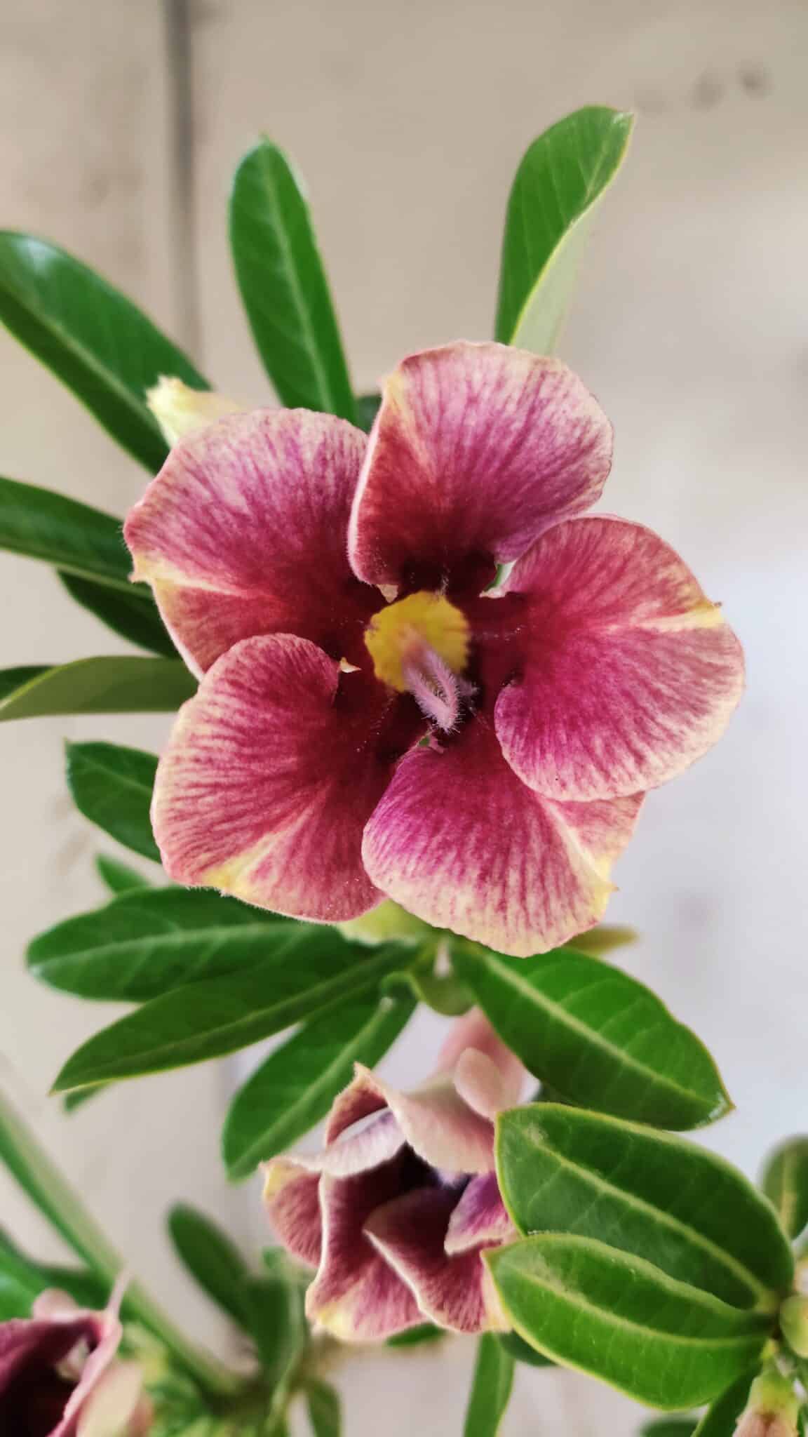 Planta Simples 2595 – 35cm – 03 anos