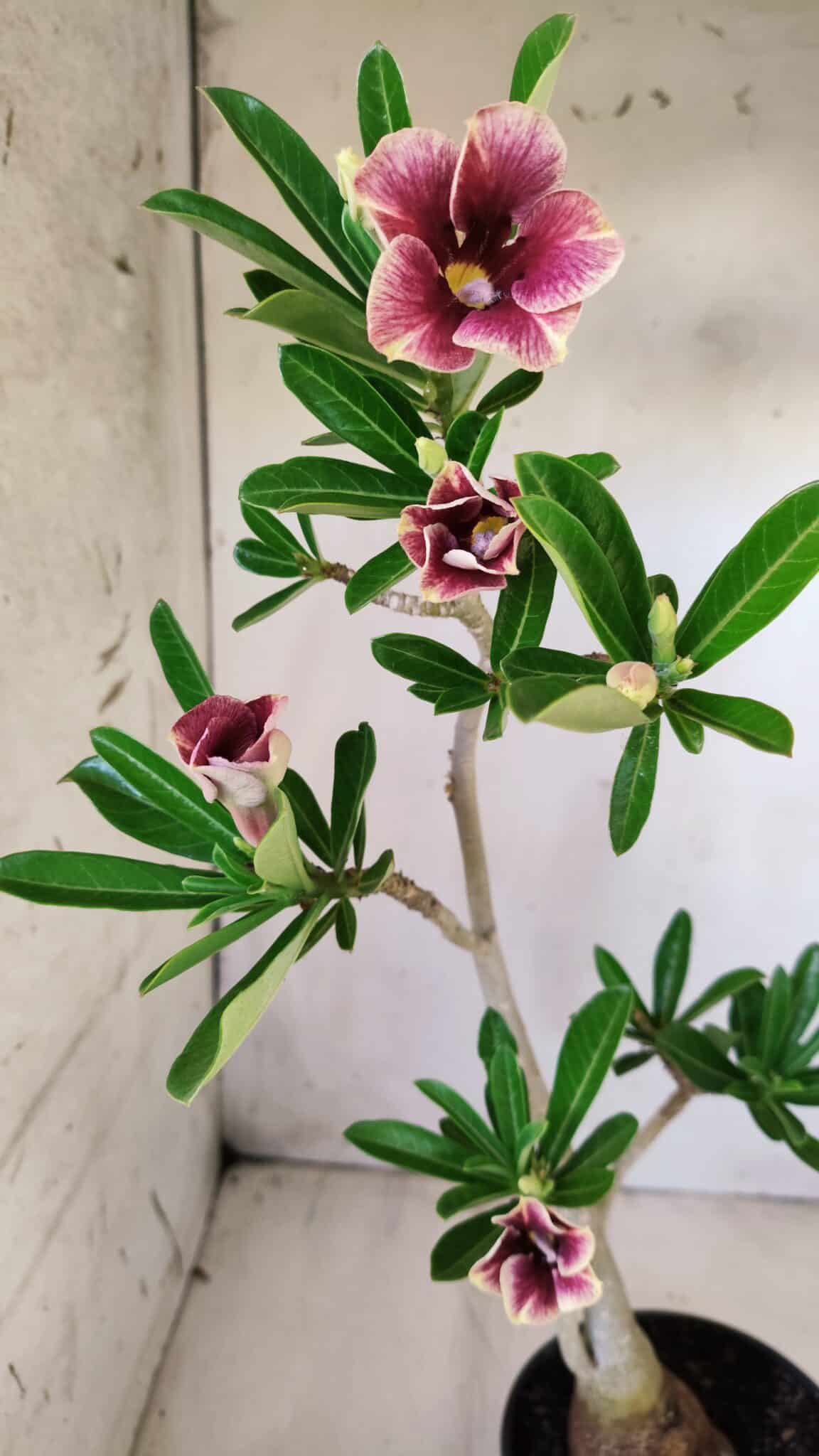 Planta Simples 2595 – 35cm – 03 anos