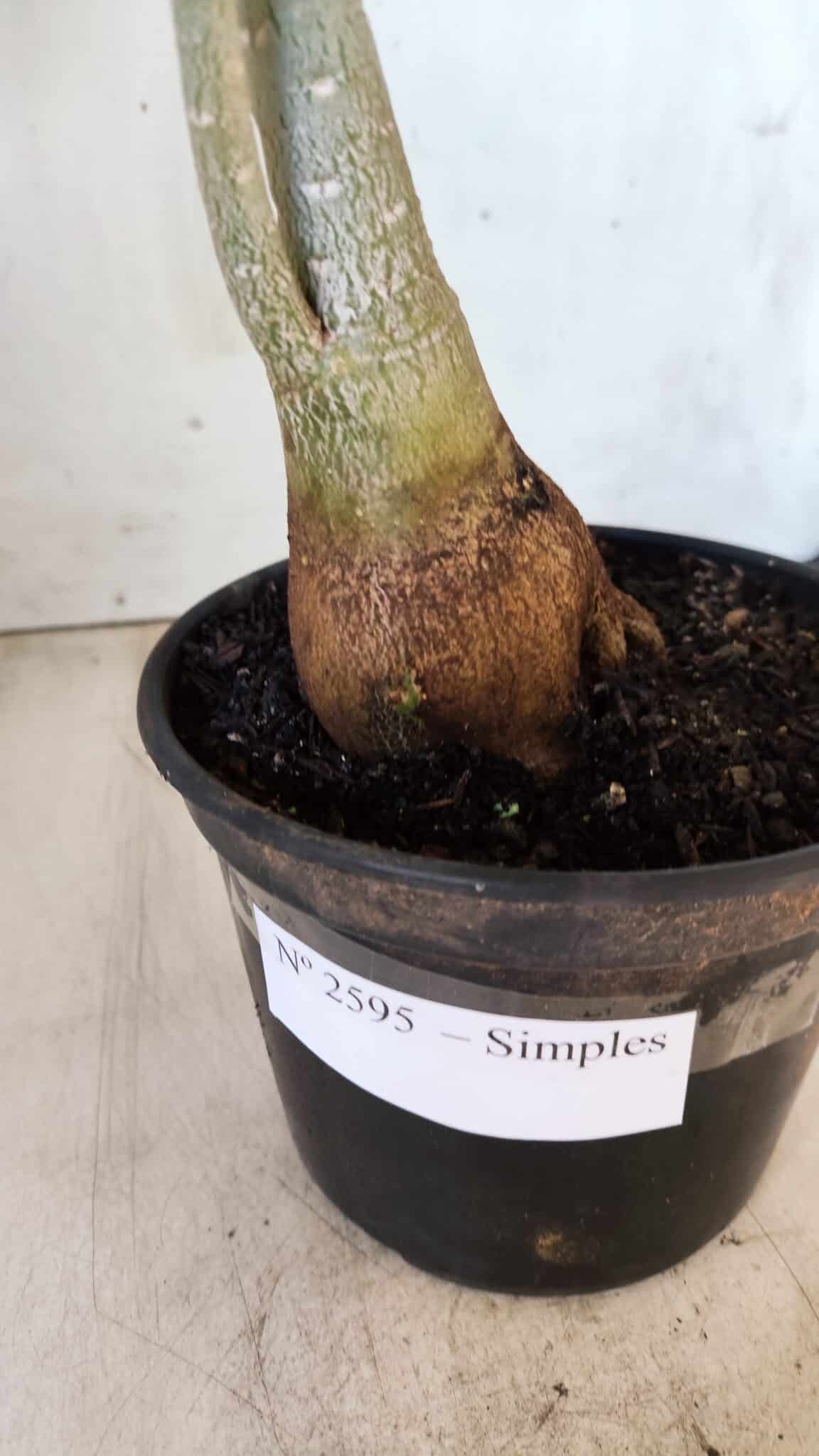 Planta Simples 2595 – 35cm – 03 anos