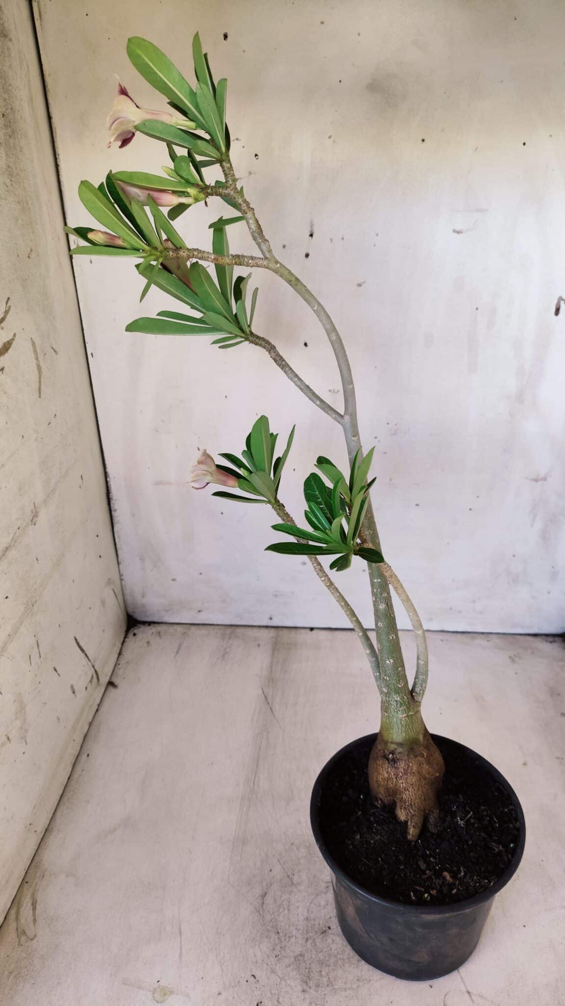 Planta Simples 2595 – 35cm – 03 anos