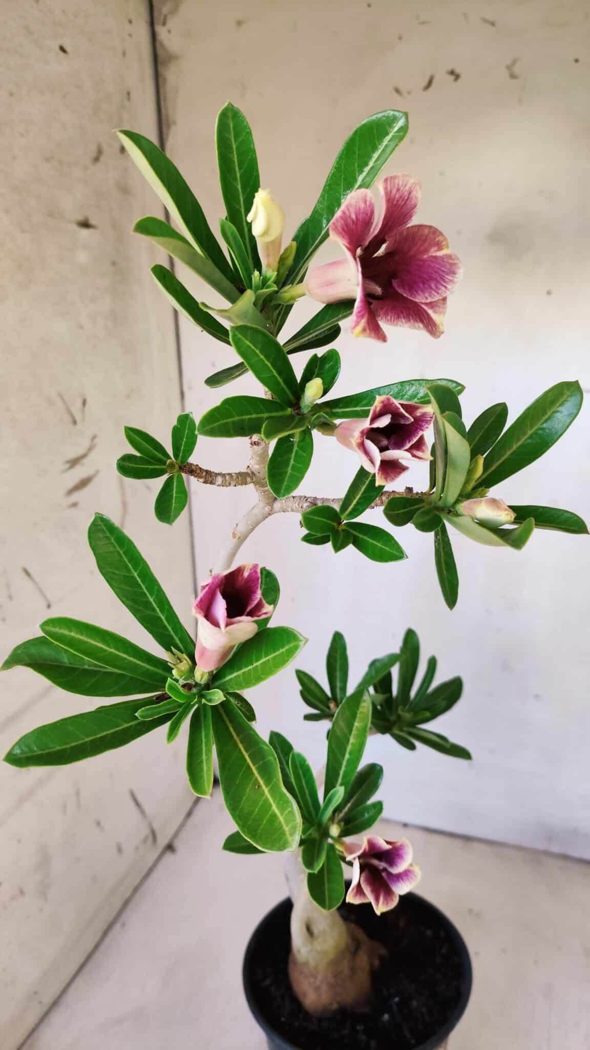 Planta Simples 2595 – 35cm – 03 anos