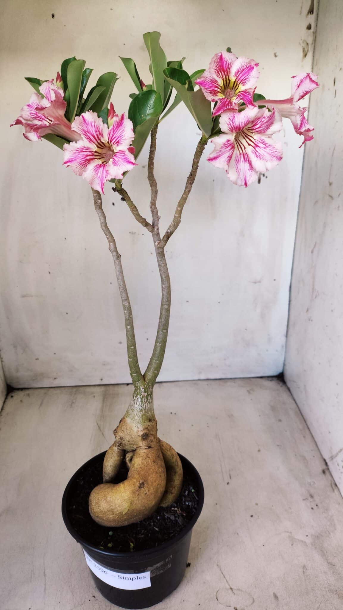 Planta Simples 2596 – 35cm – 03 anos