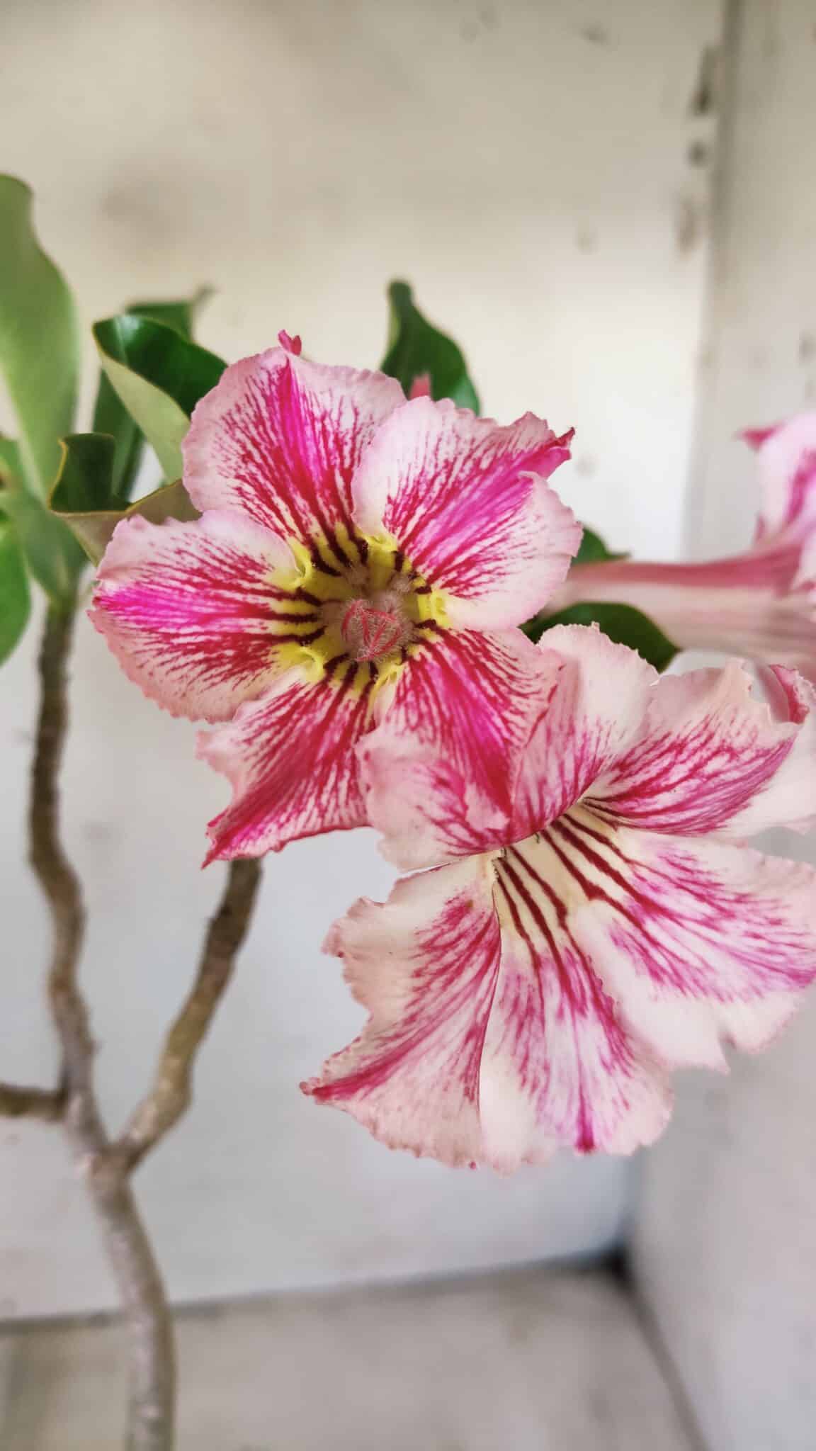 Planta Simples 2596 – 35cm – 03 anos