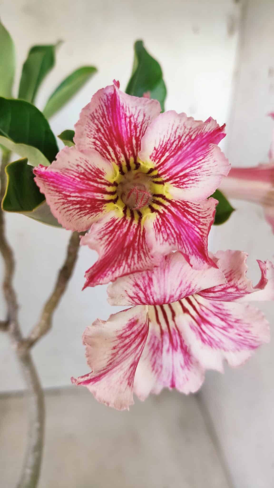 Planta Simples 2596 – 35cm – 03 anos