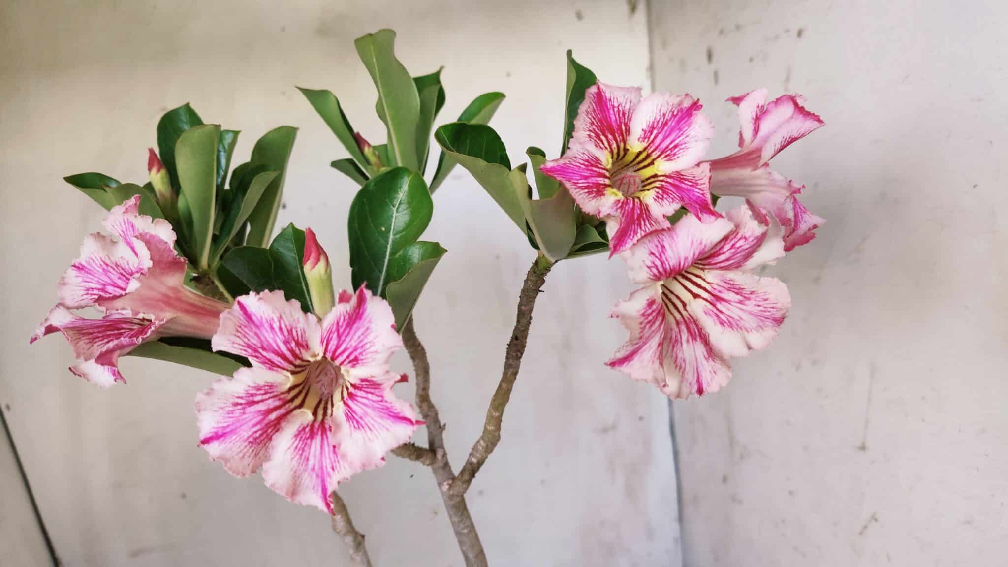Planta Simples 2596 – 35cm – 03 anos
