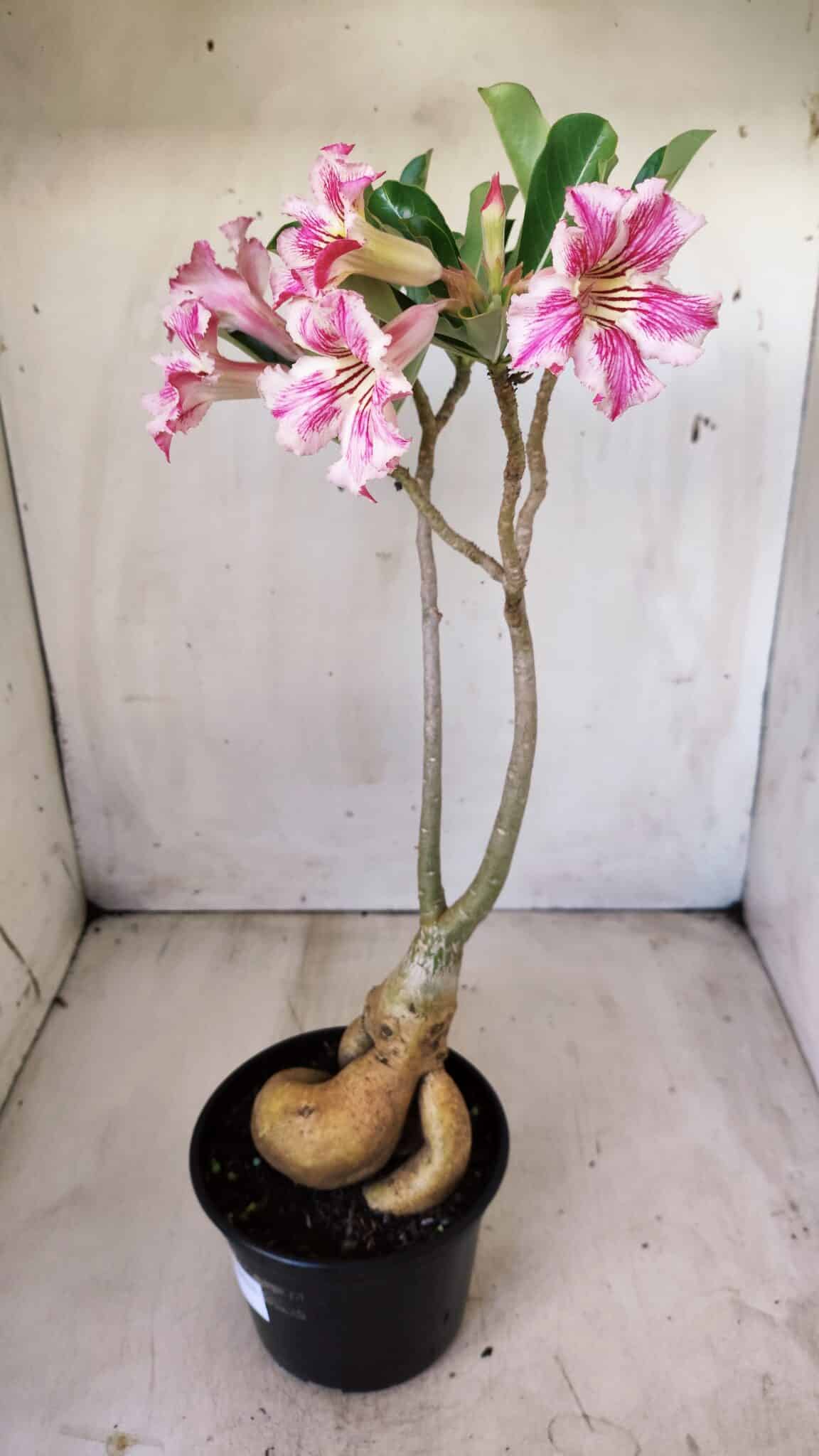 Planta Simples 2596 – 35cm – 03 anos