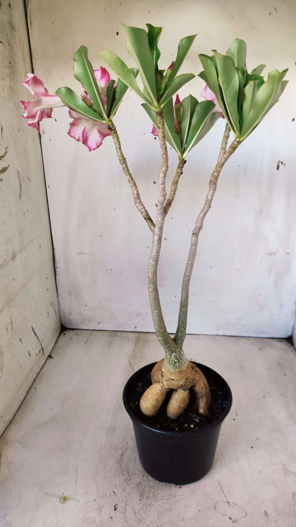 Planta Simples 2596 – 35cm – 03 anos