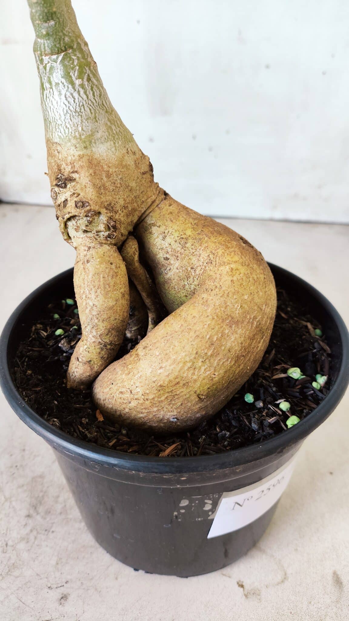 Planta Simples 2596 – 35cm – 03 anos