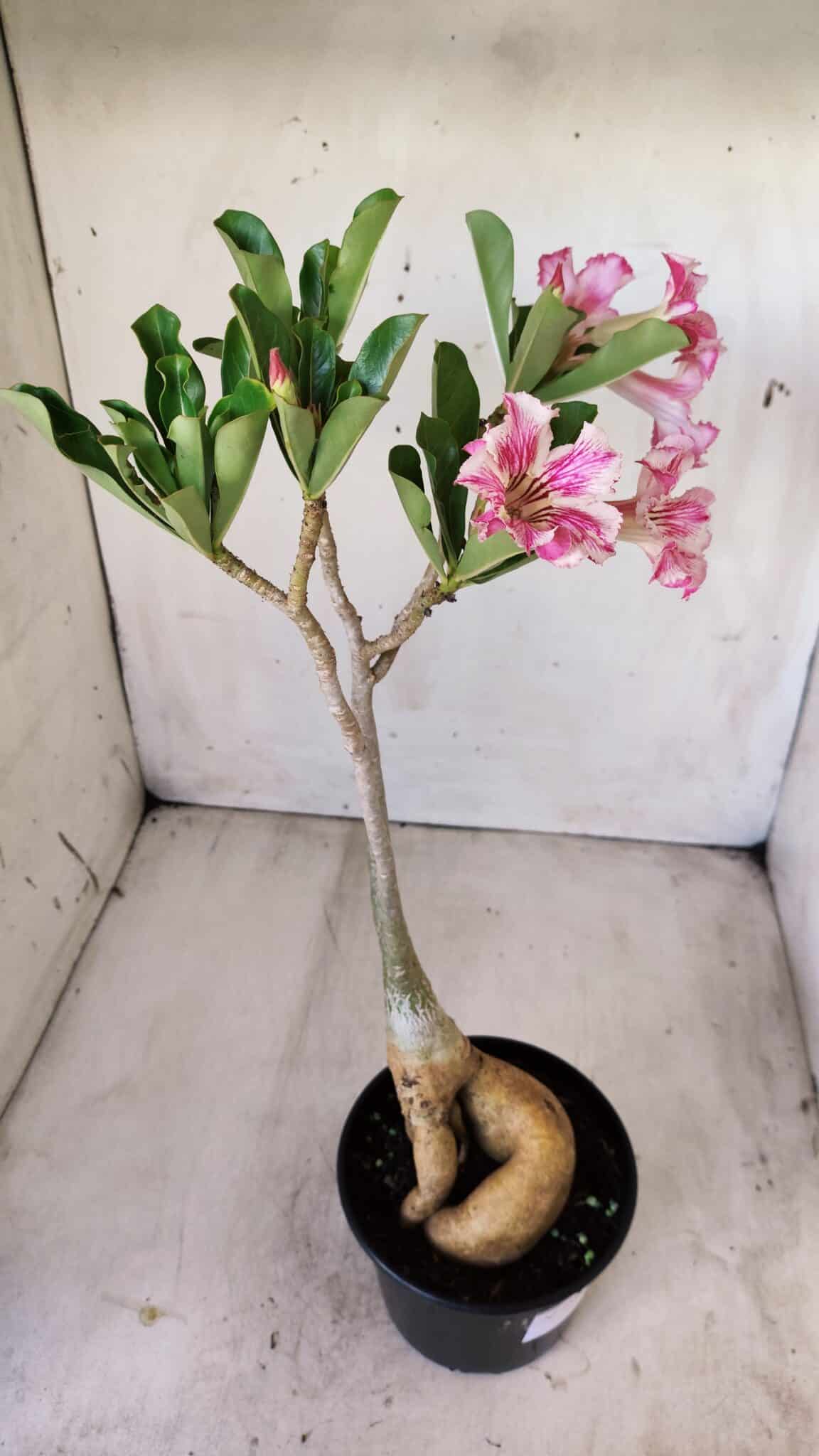 Planta Simples 2596 – 35cm – 03 anos