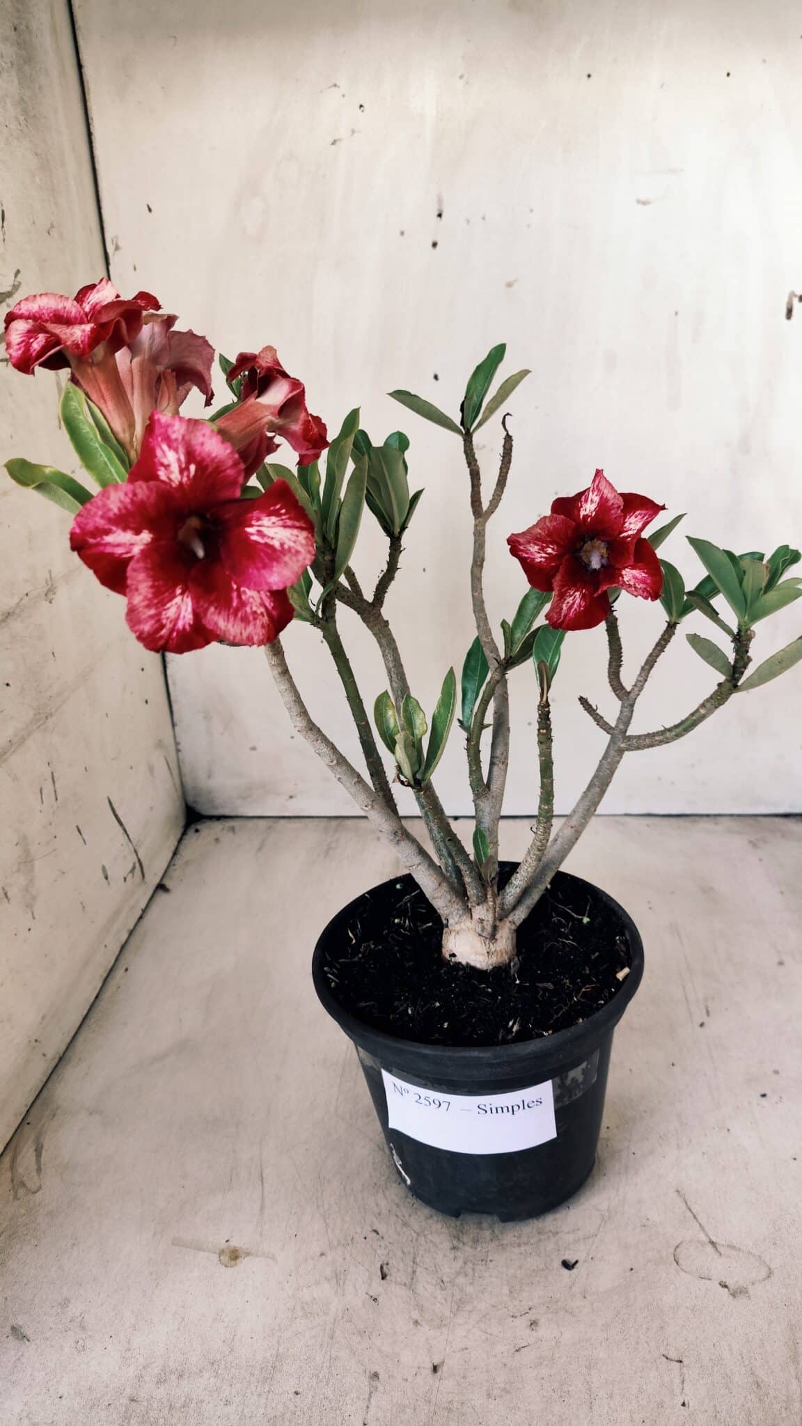 Planta Simples 2597 – 30cm – 02 anos