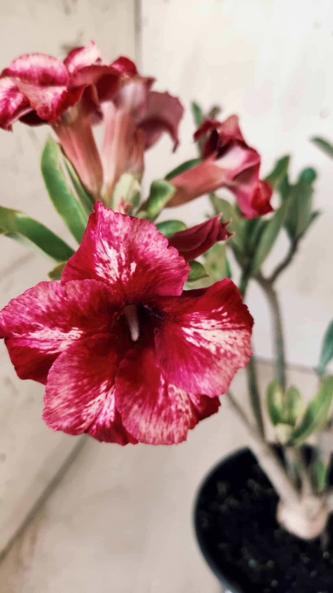 Planta Simples 2597 – 30cm – 02 anos