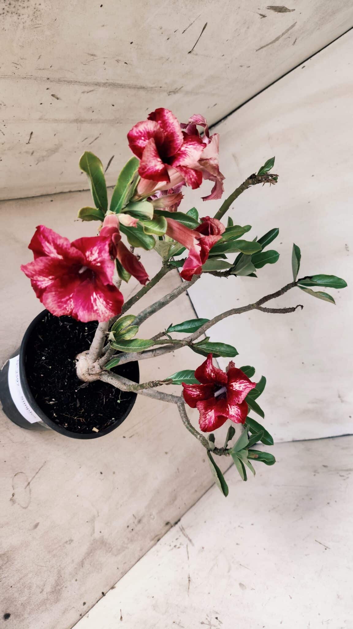 Planta Simples 2597 – 30cm – 02 anos