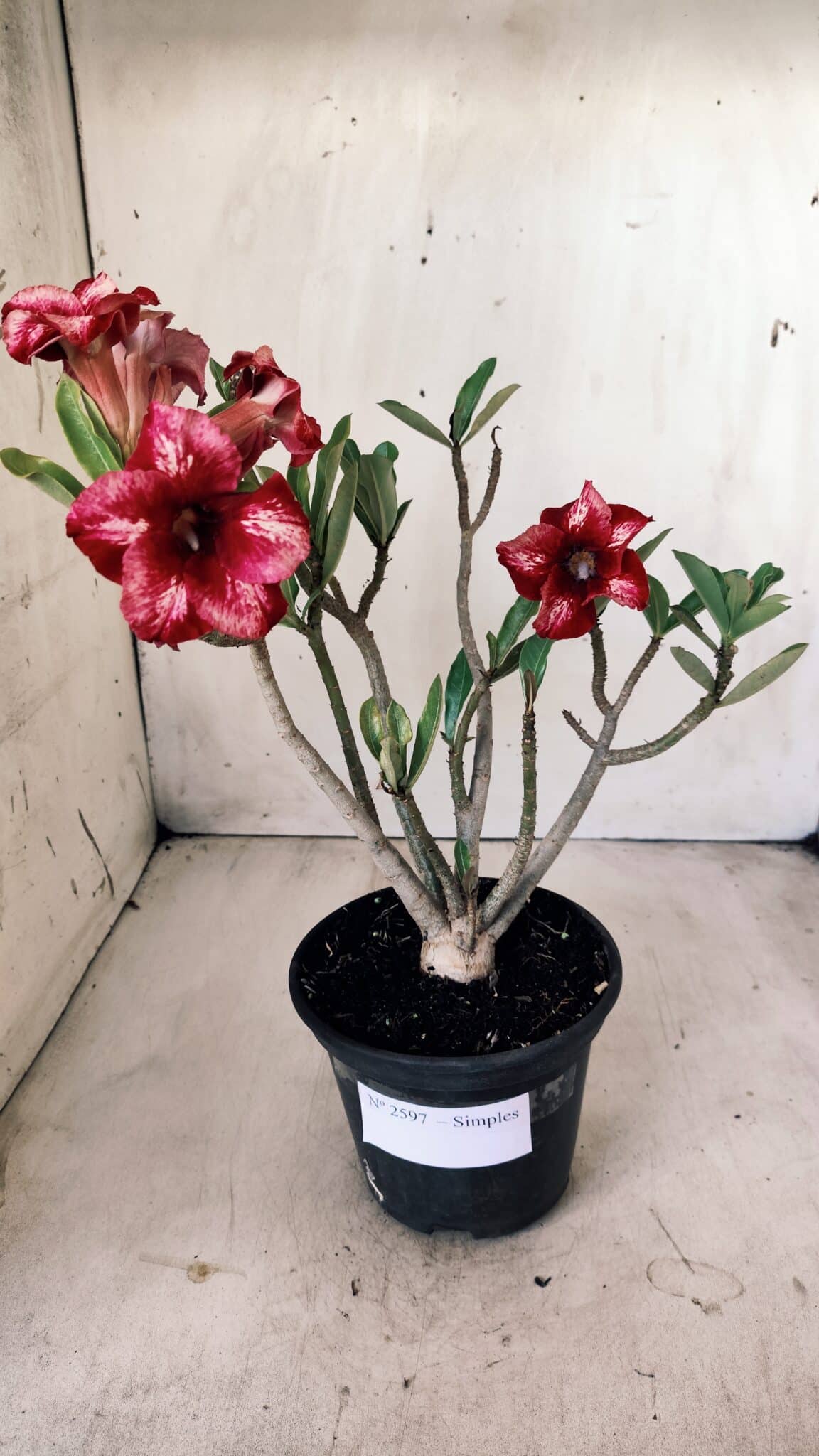 Planta Simples 2597 – 30cm – 02 anos