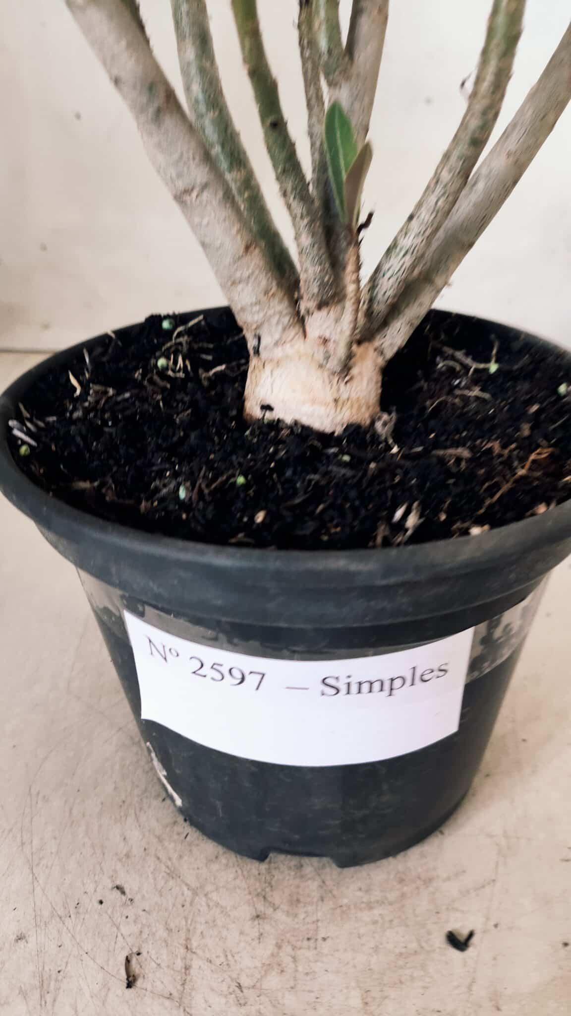 Planta Simples 2597 – 30cm – 02 anos