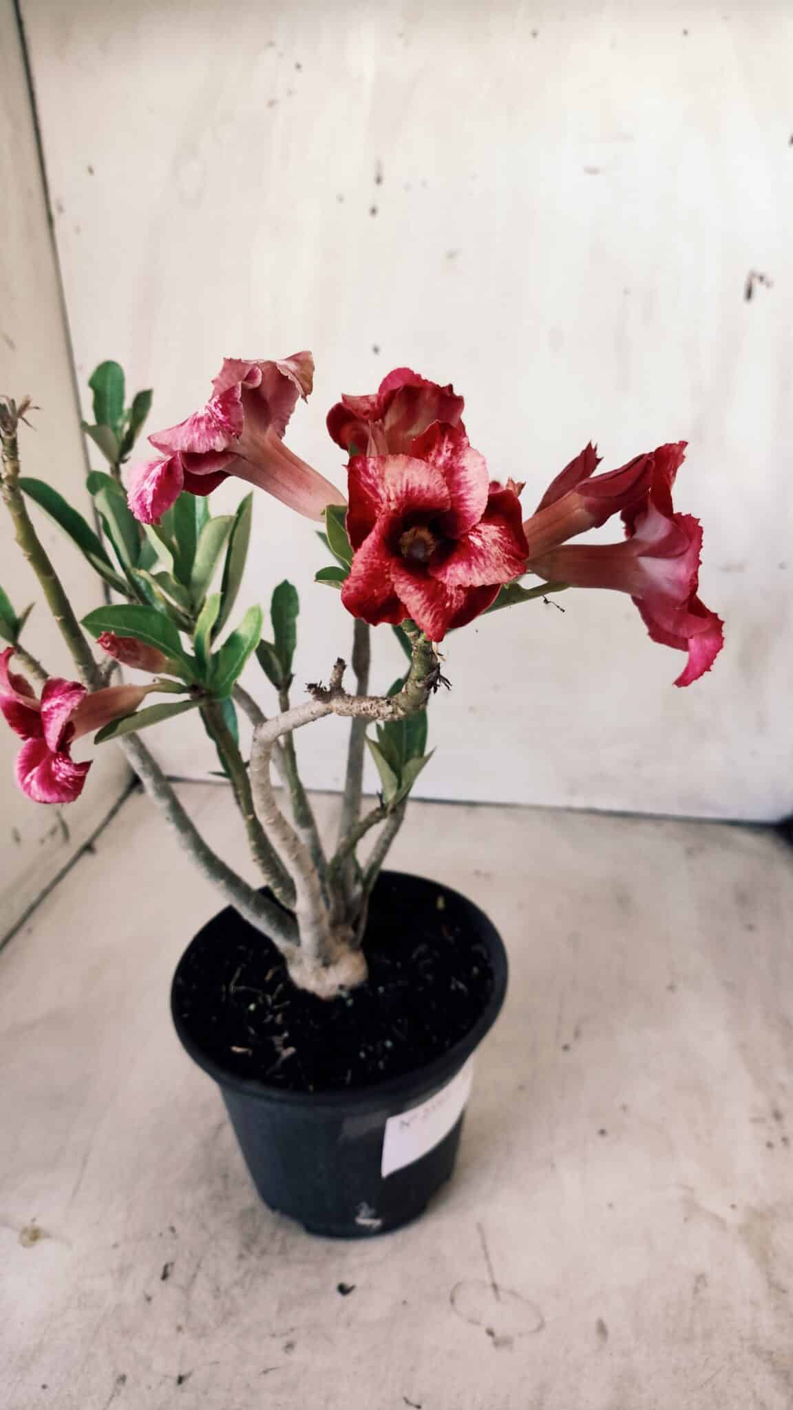 Planta Simples 2597 – 30cm – 02 anos