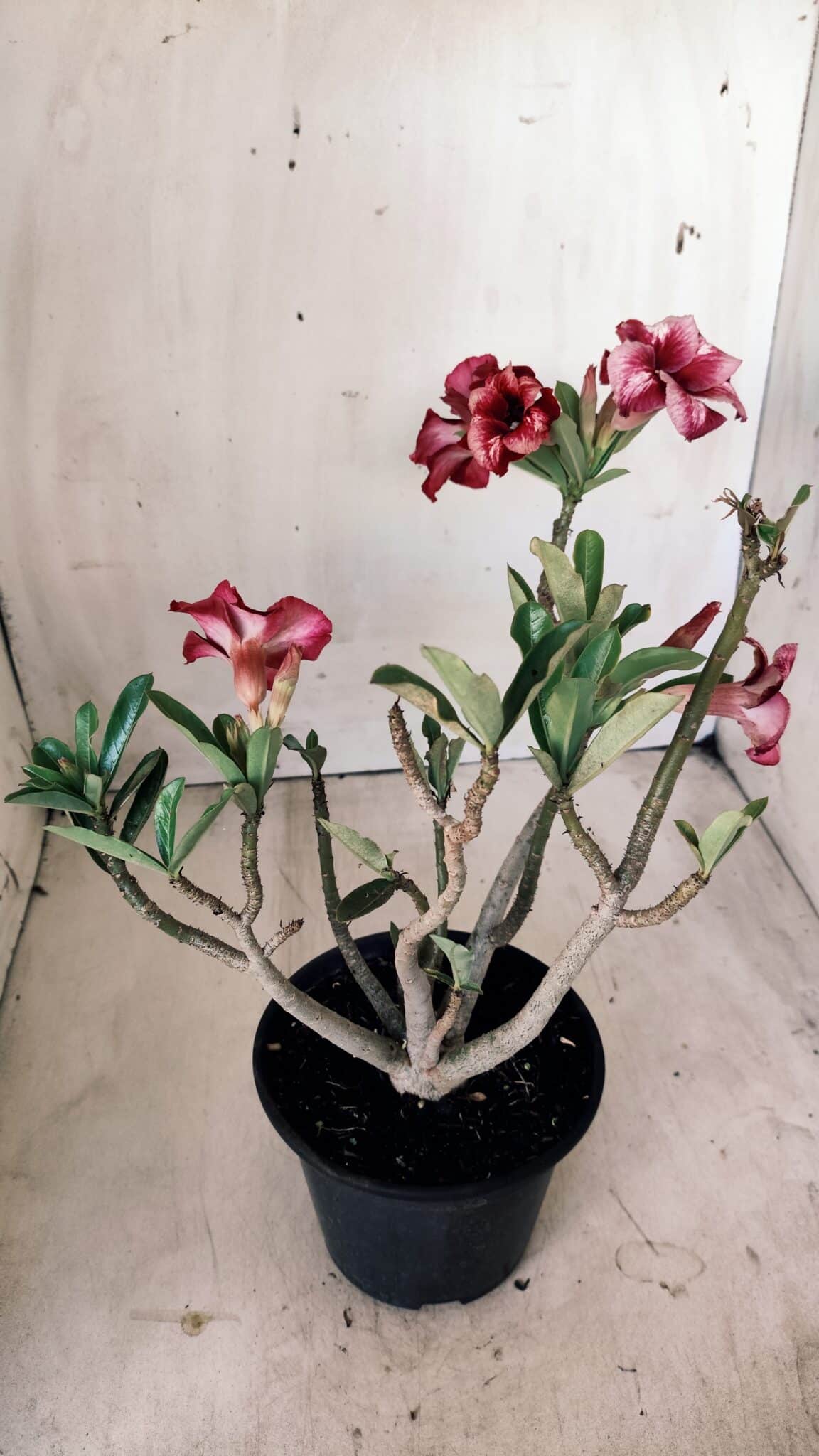 Planta Simples 2597 – 30cm – 02 anos