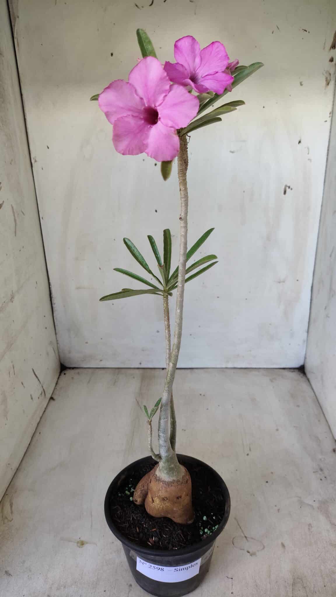 Planta Simples 2598 – 35cm – 03 anos