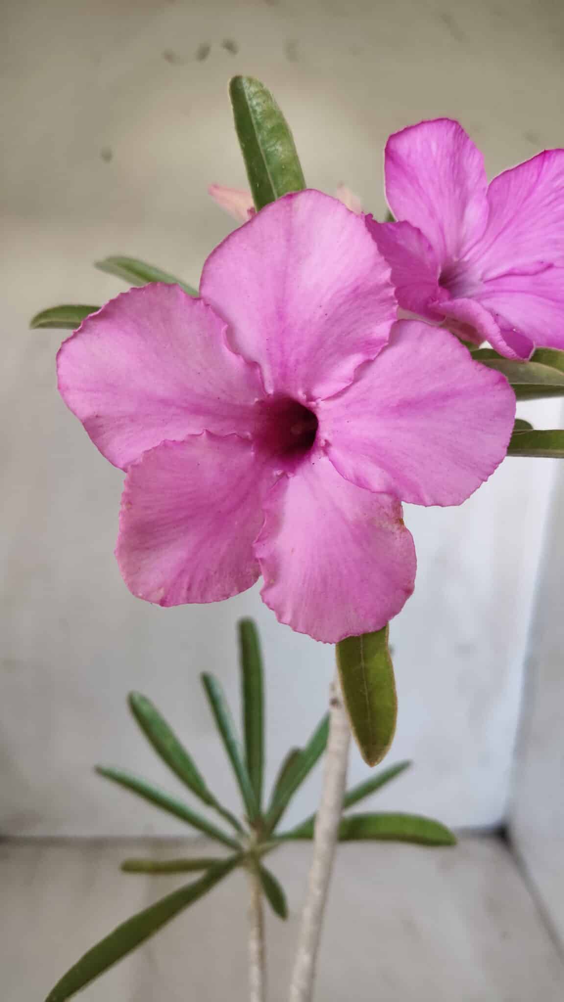 Planta Simples 2598 – 35cm – 03 anos