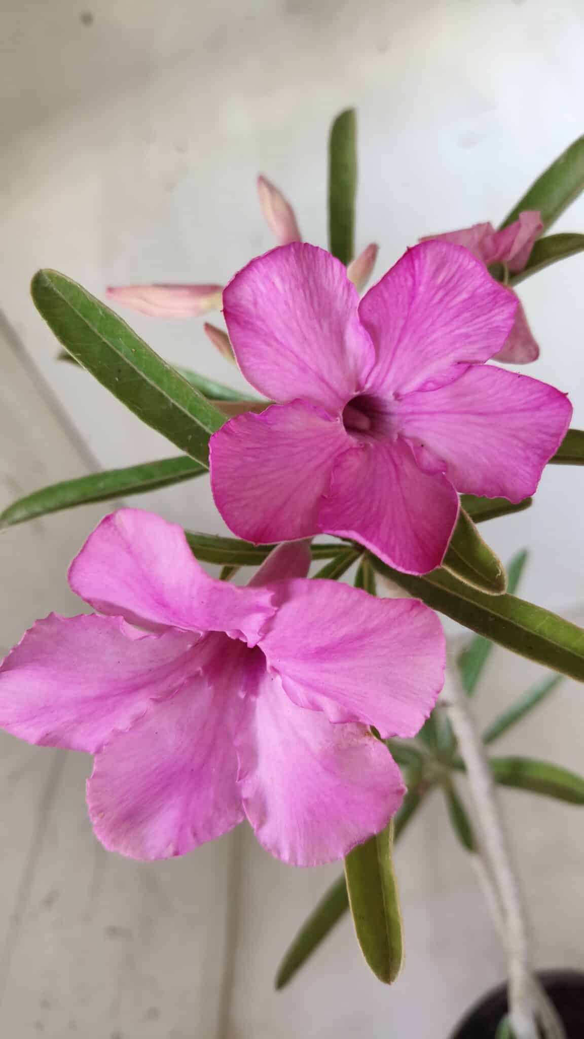 Planta Simples 2598 – 35cm – 03 anos