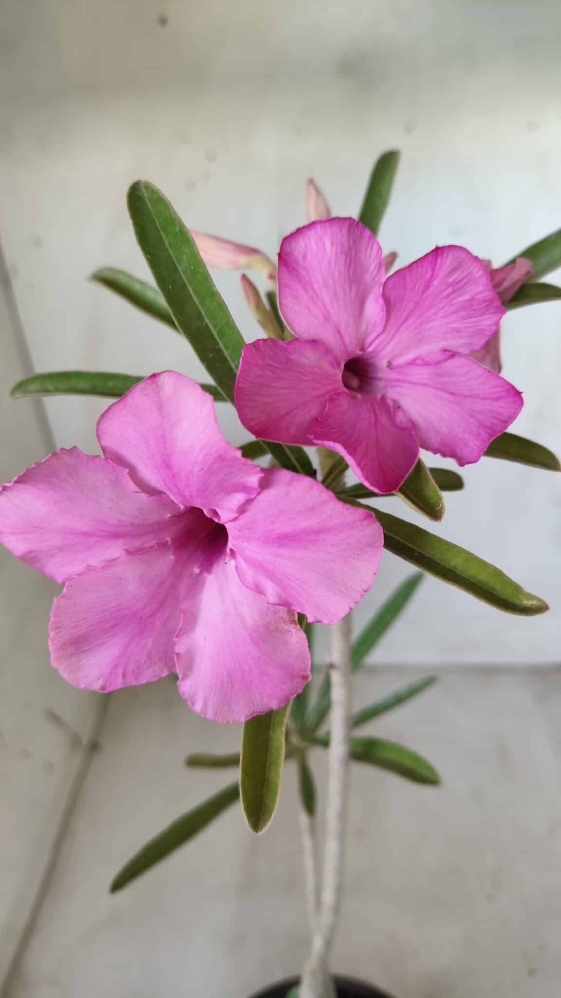 Planta Simples 2598 – 35cm – 03 anos