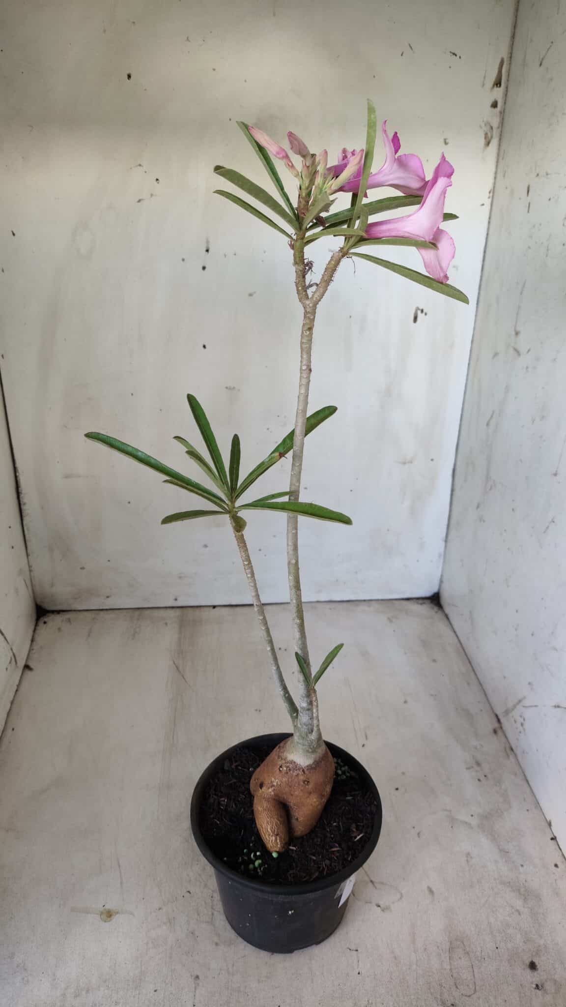 Planta Simples 2598 – 35cm – 03 anos