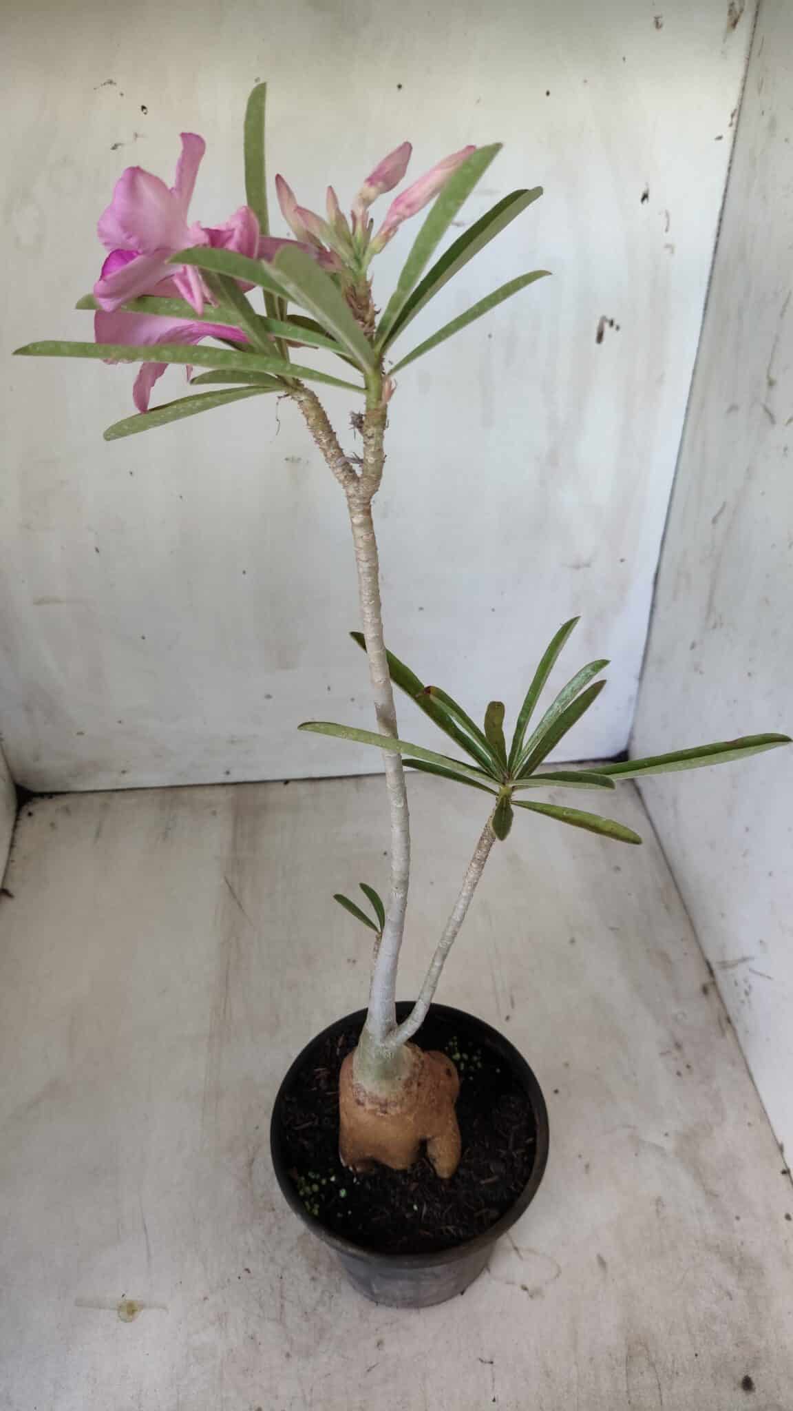 Planta Simples 2598 – 35cm – 03 anos