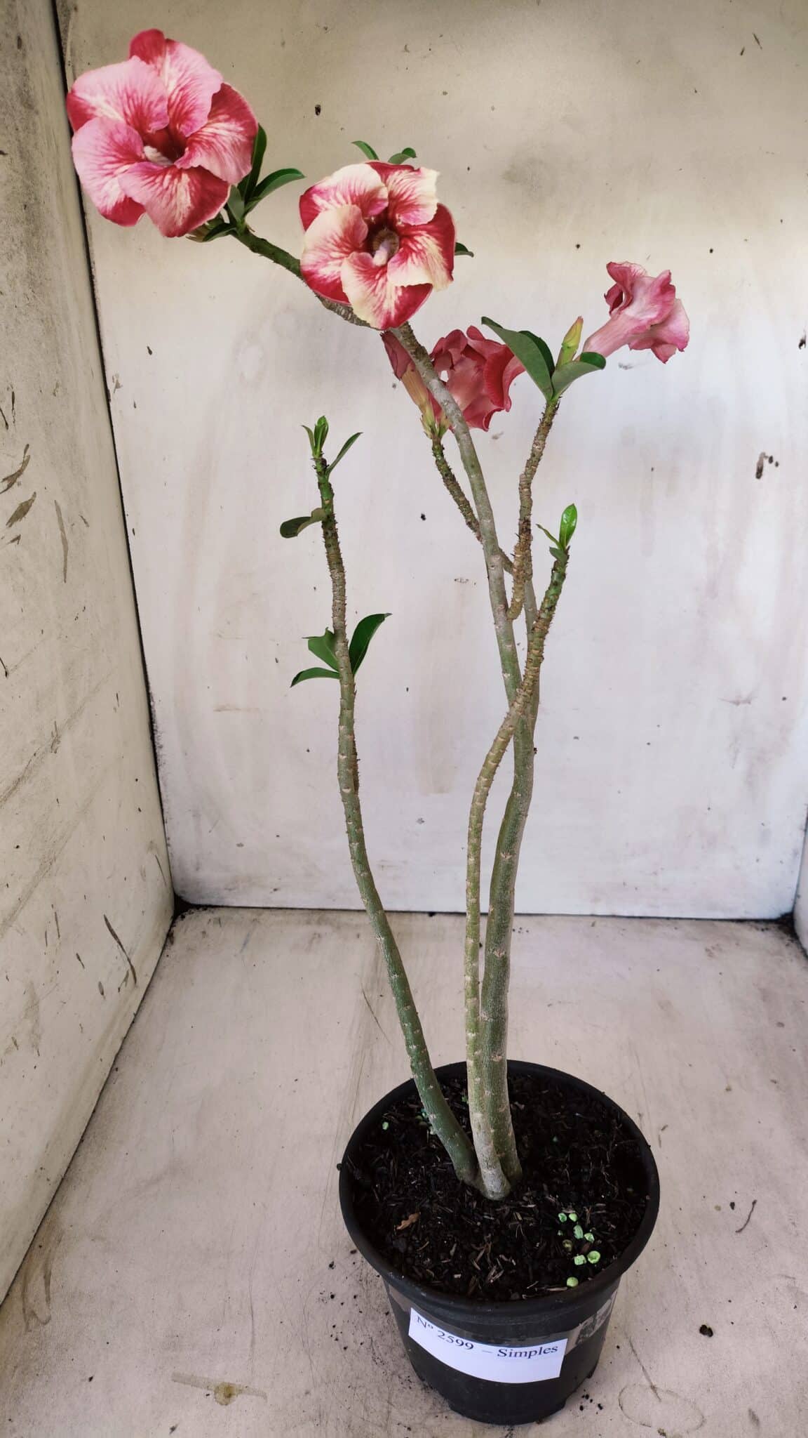 Planta Simples 2599 – 30cm – 02 anos