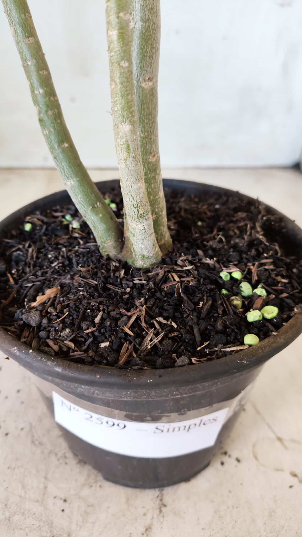 Planta Simples 2599 – 30cm – 02 anos