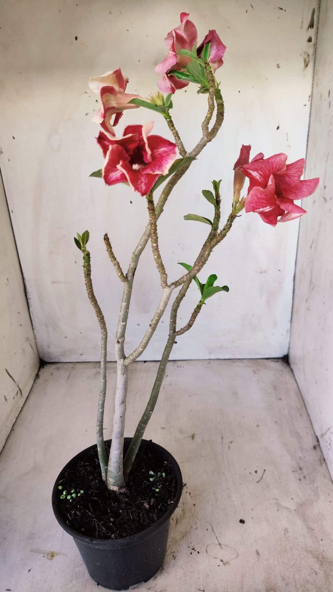Planta Simples 2599 – 30cm – 02 anos