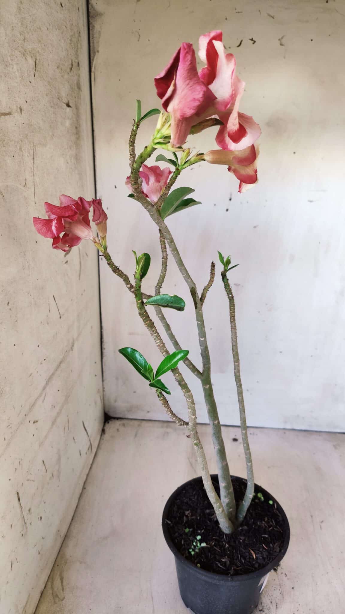 Planta Simples 2599 – 30cm – 02 anos
