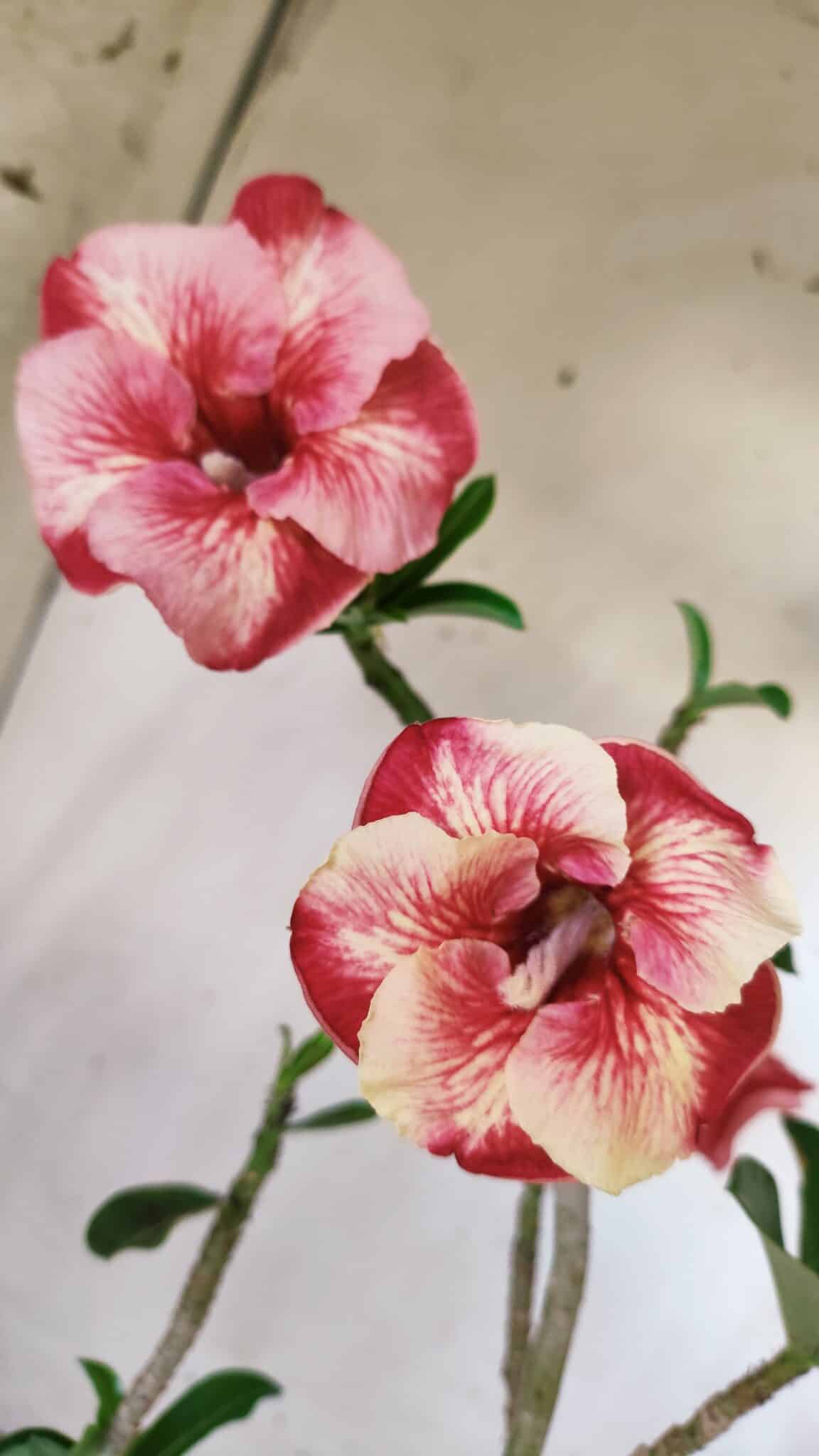 Planta Simples 2599 – 30cm – 02 anos