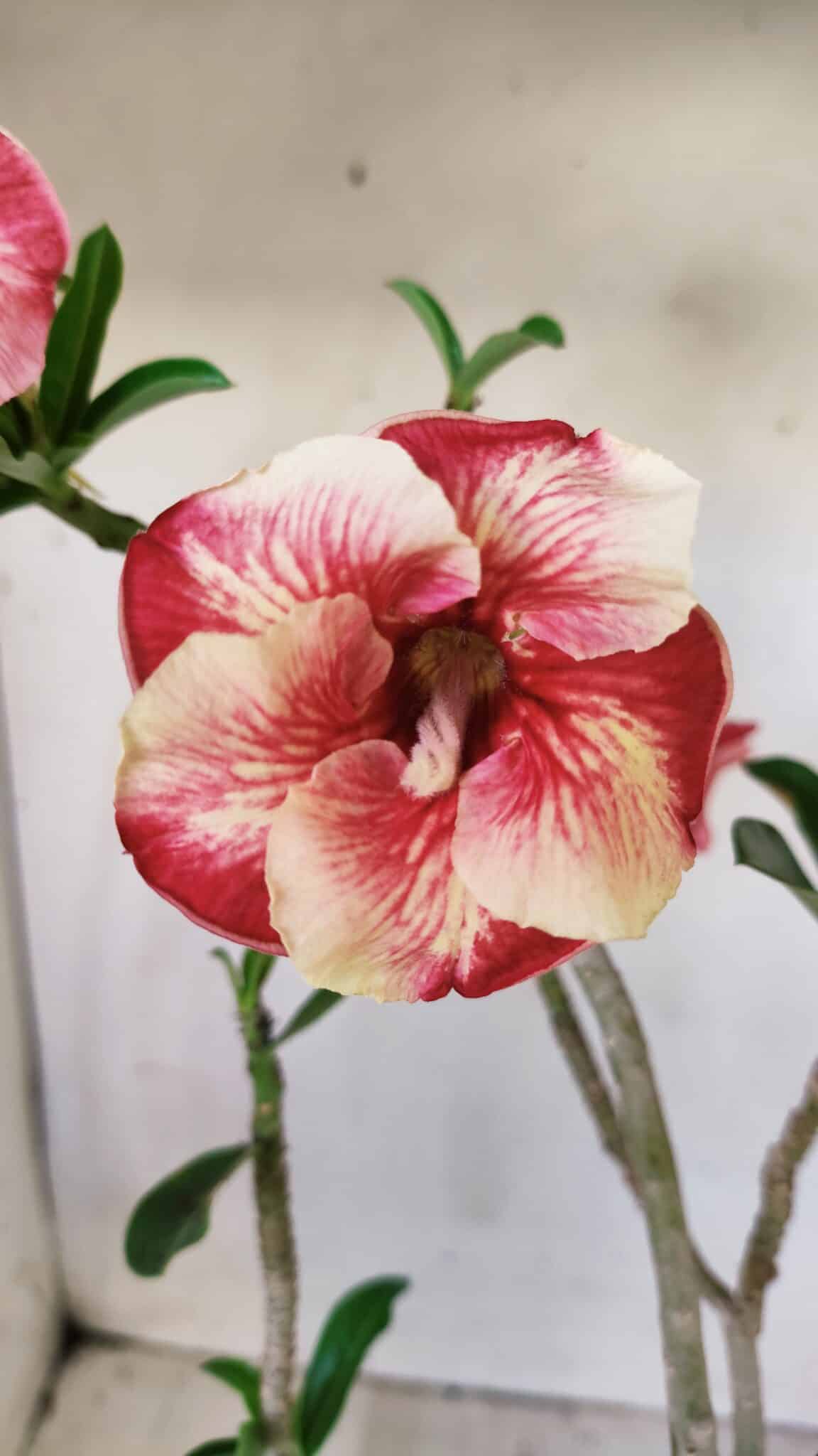 Planta Simples 2599 – 30cm – 02 anos