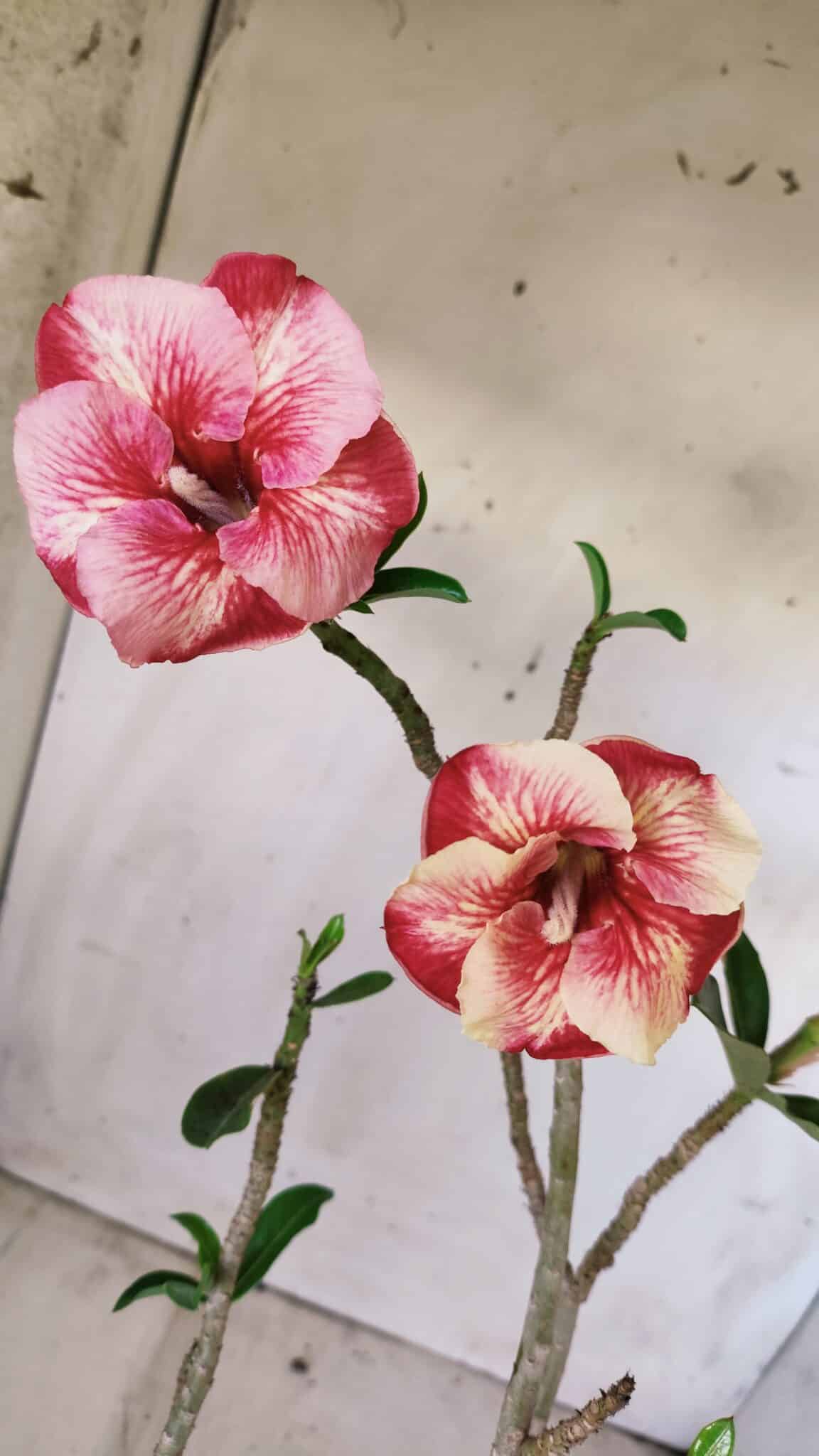Planta Simples 2599 – 30cm – 02 anos