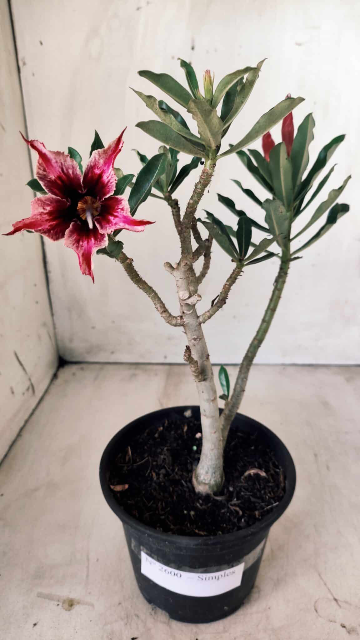 Planta Simples 2600 – 30cm – 02 anos