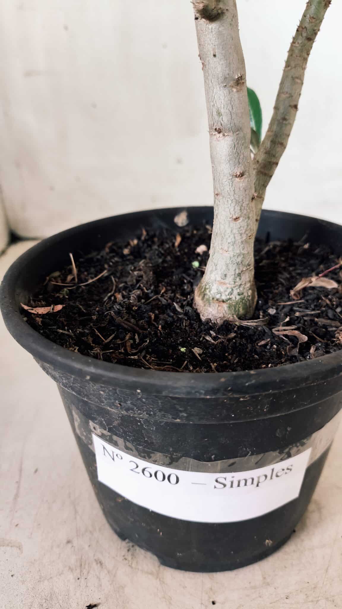 Planta Simples 2600 – 30cm – 02 anos