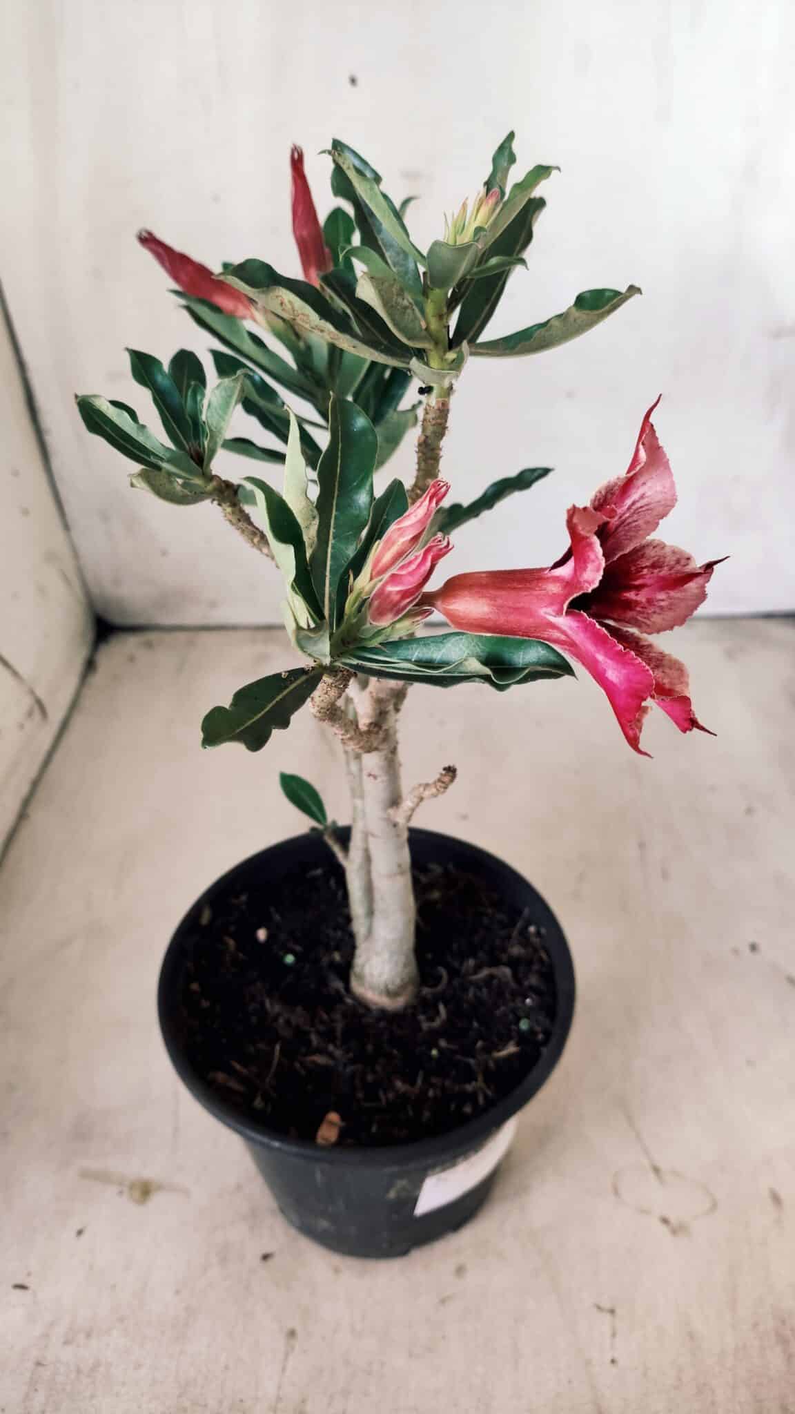 Planta Simples 2600 – 30cm – 02 anos