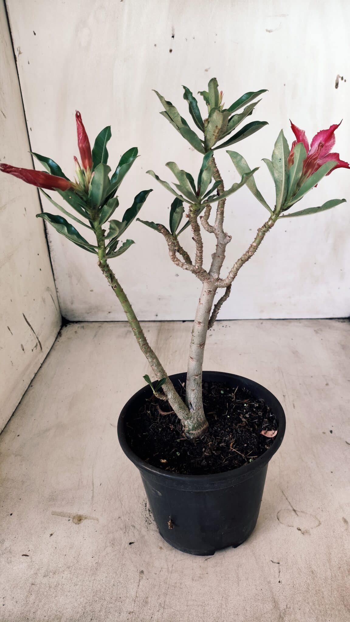 Planta Simples 2600 – 30cm – 02 anos
