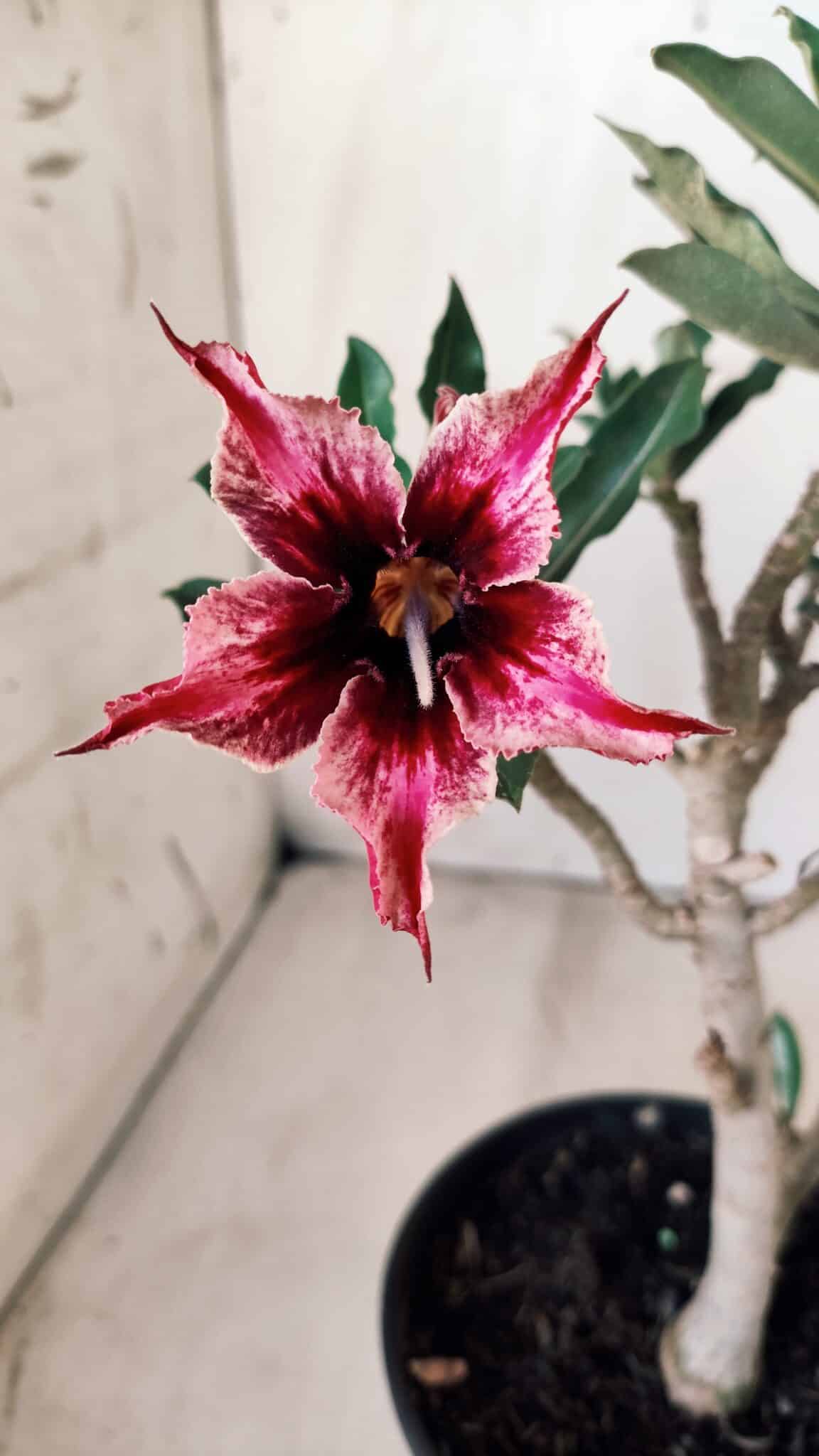 Planta Simples 2600 – 30cm – 02 anos
