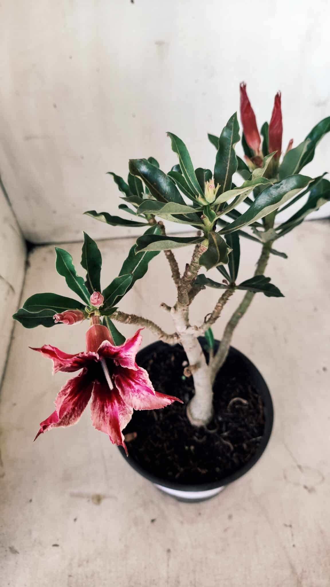 Planta Simples 2600 – 30cm – 02 anos