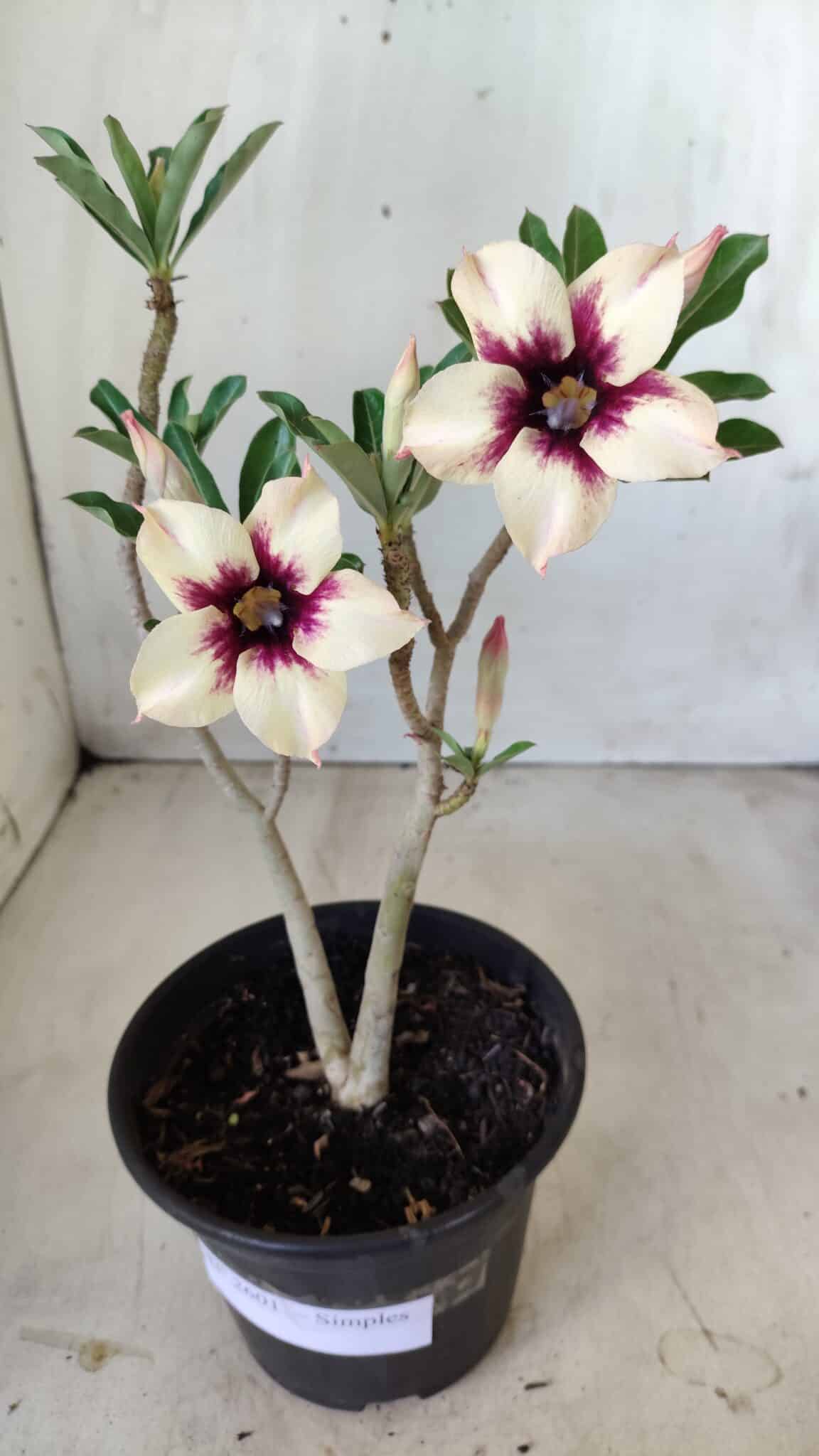 Planta Simples 2601 – 30cm – 02 anos