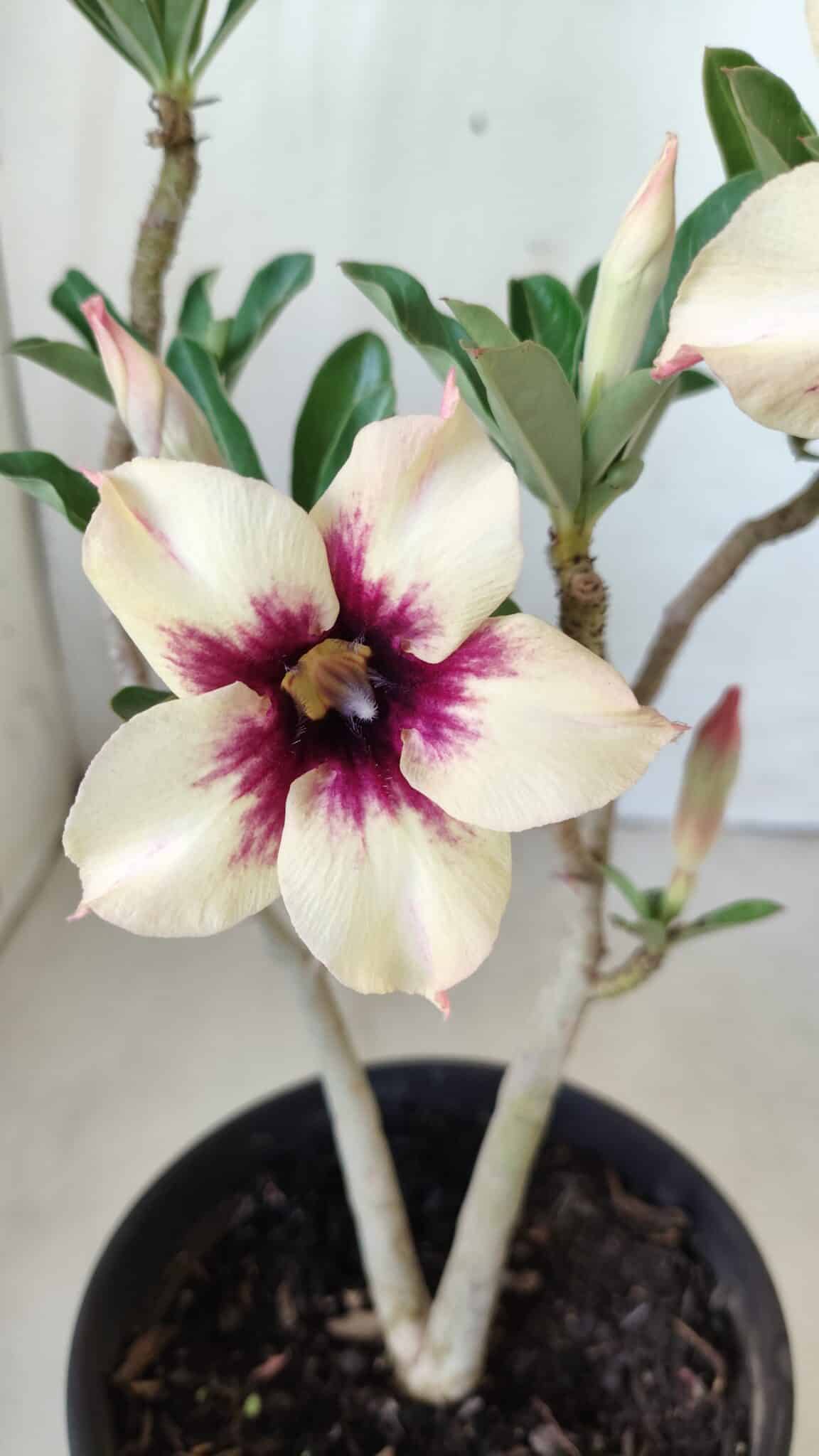 Planta Simples 2601 – 30cm – 02 anos